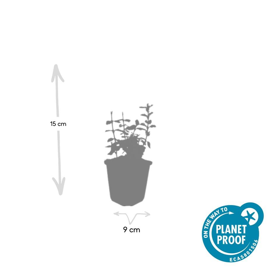 Kriechspindel - Euonymus fort. 'Harlequin' - ↕10-25cm - Ø9cm 60 Stück