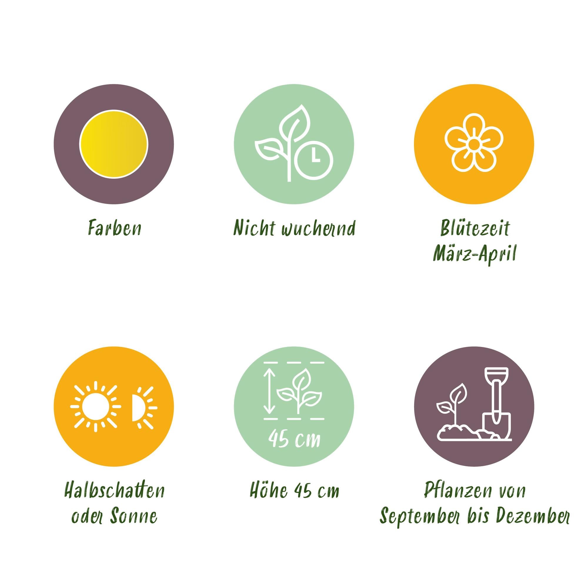 Narzissen - Narcis Yellow - Farbe Gelb - 40 Stück - Zwiebelgröße 10/12