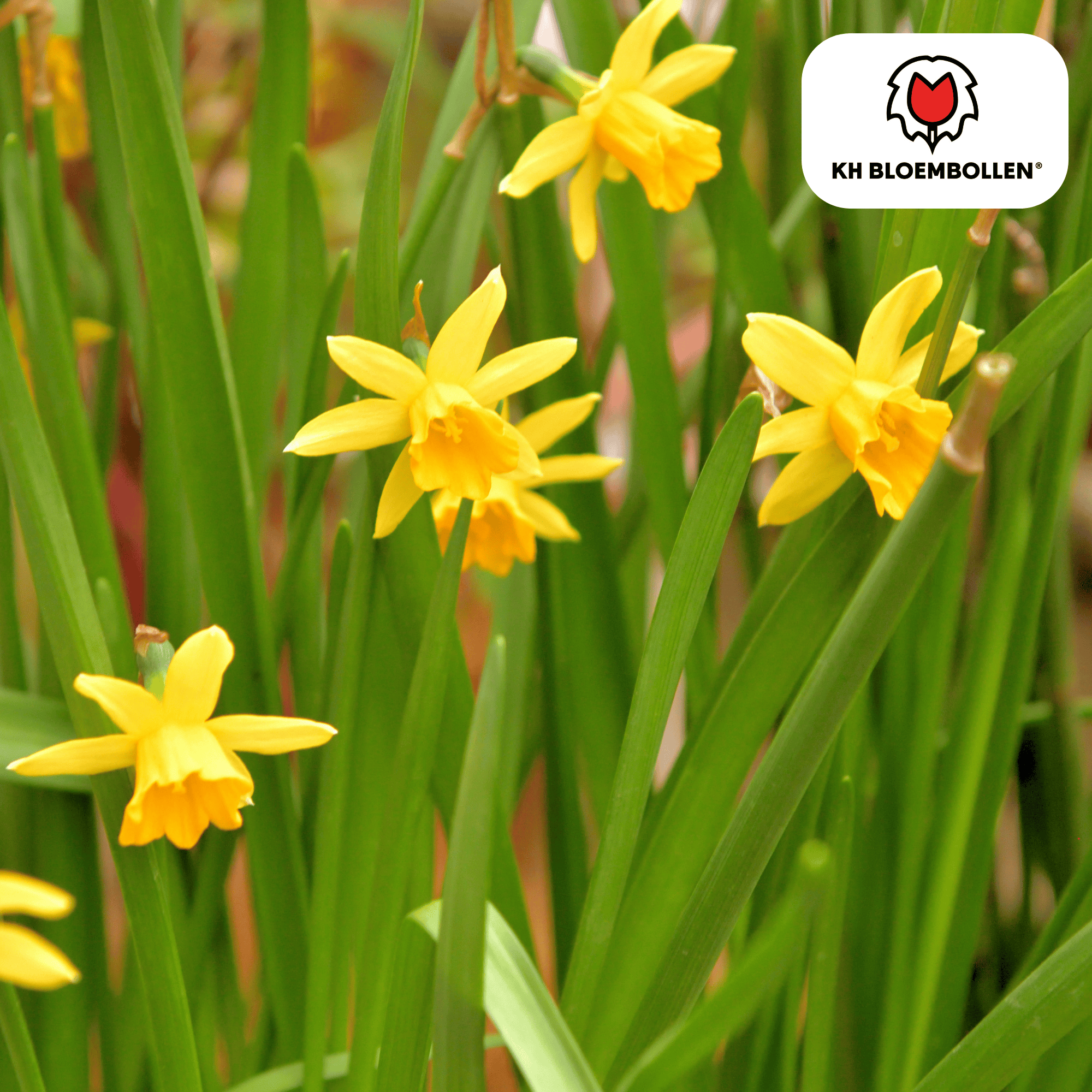Narzissen - Narzisse Tête à Tête 25 Stück
