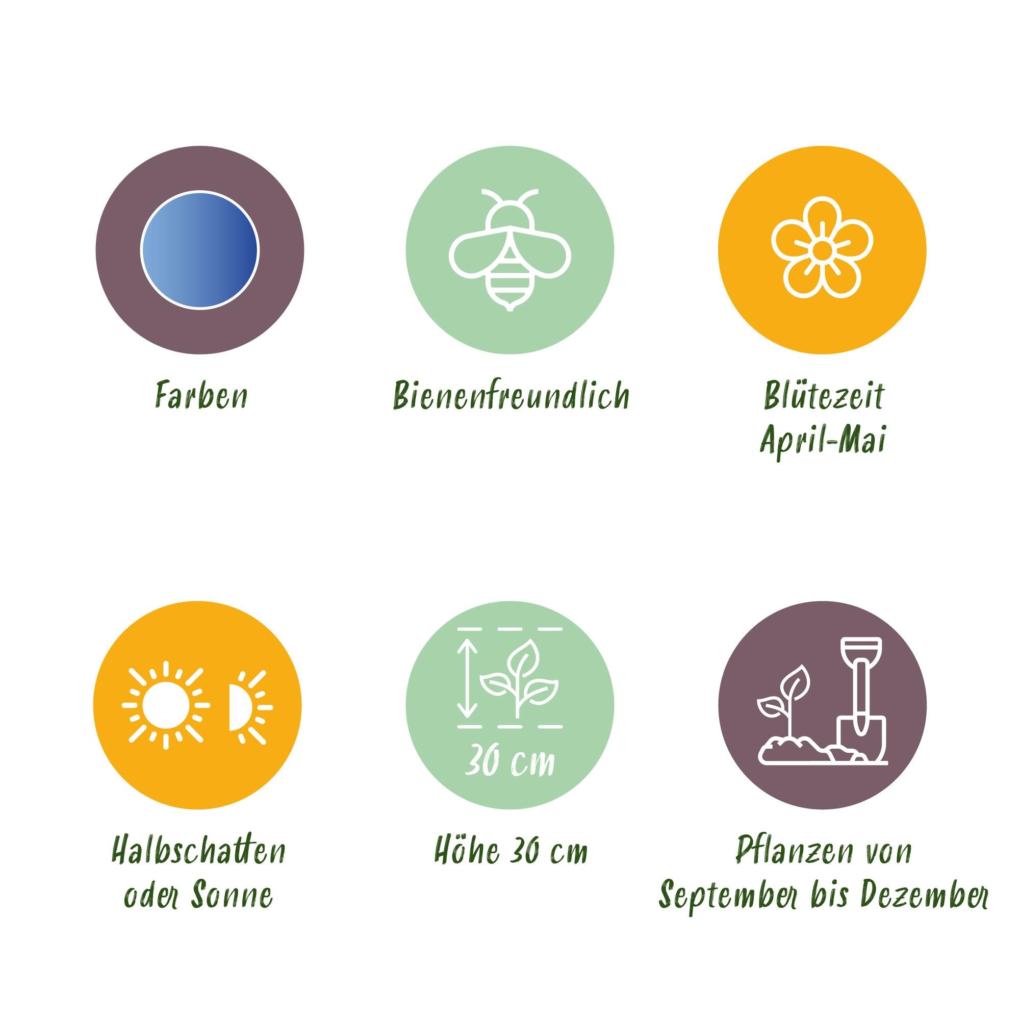 Traubenhyazinthe - Muscari Armeniacum - Farbe Blau - 50 Stück - Zwiebelgröße 8/9 - XXL Pack