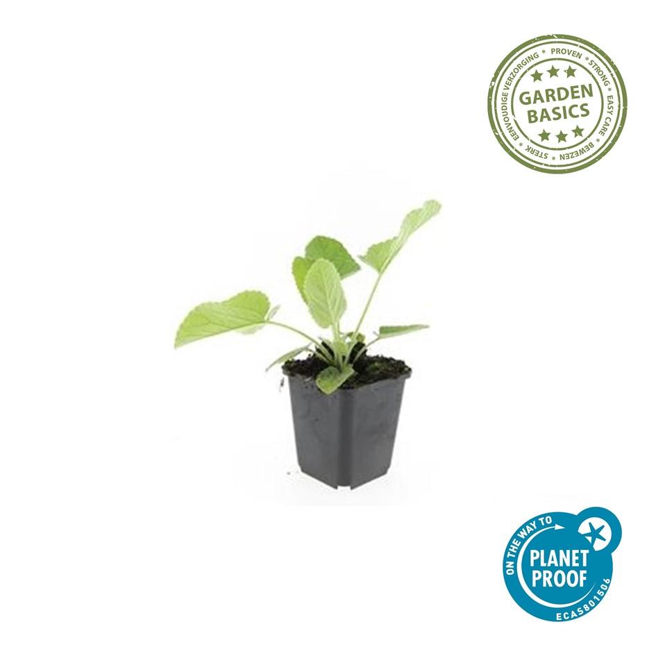 Syrisches Brandkraut - Phlomis russeliana - ↕10-25cm - Ø9cm 48 Stück