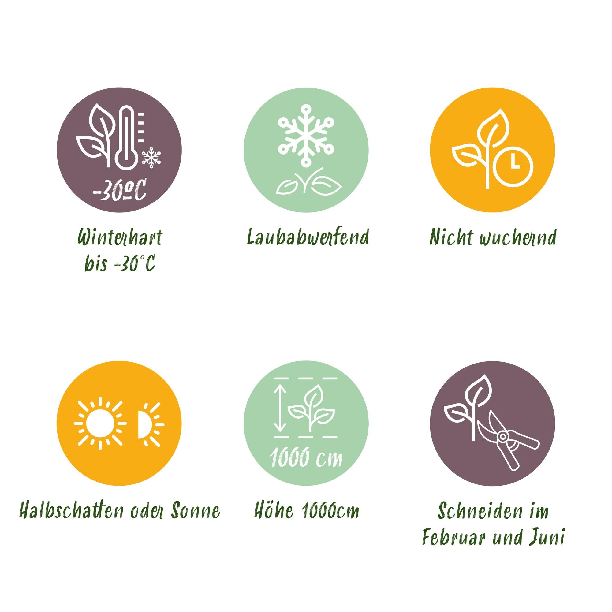 Weißbuche - Carpinus betulus - Blatt grün - 6 Pflanzen - 1 laufender Meter - laubabwerfend - Topf 17cm Höhe 55cm