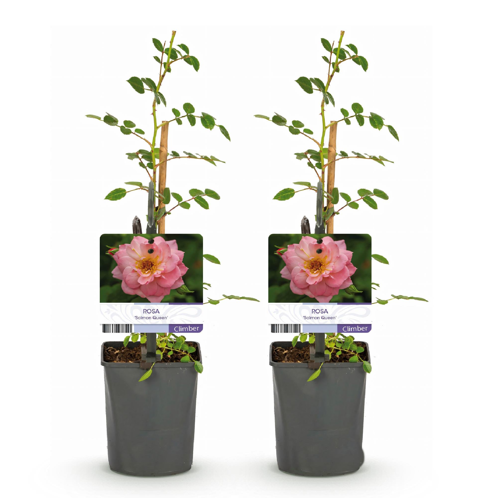 Rosen - Rosa Salmon Queen - Blüte Lachsrosa - Geringer Pflegeaufwand - 2 Pflanzen - Topf 11cm Höhe 40cm