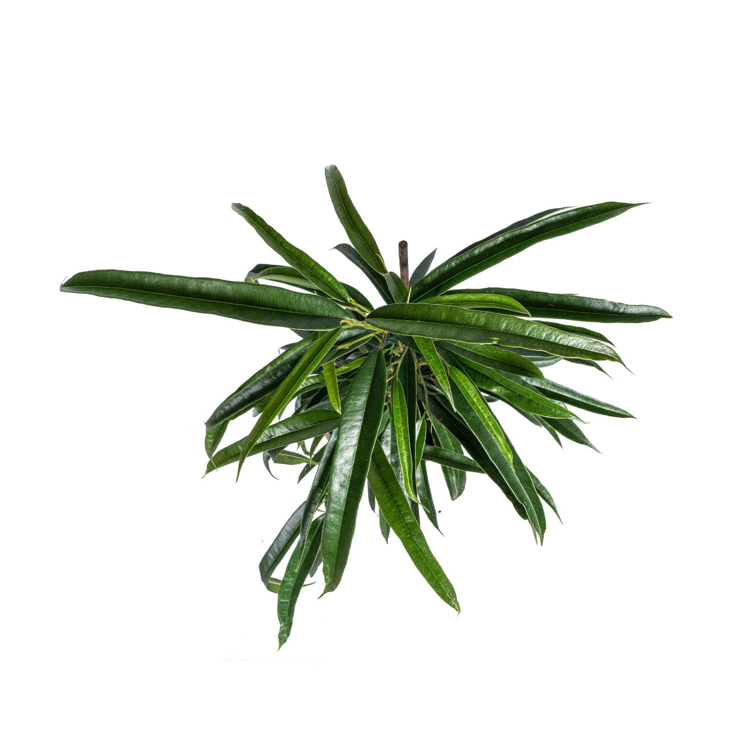 Schmalblättrige Birkenfeige - Ficus Binnendijkii Alii Ø17cm - ↕60 - 80cm