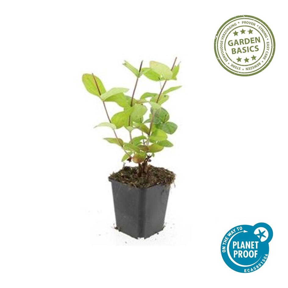 Johanniskraut - Hypericum inodorum 'Beauty' - ↕10-25cm - Ø9cm