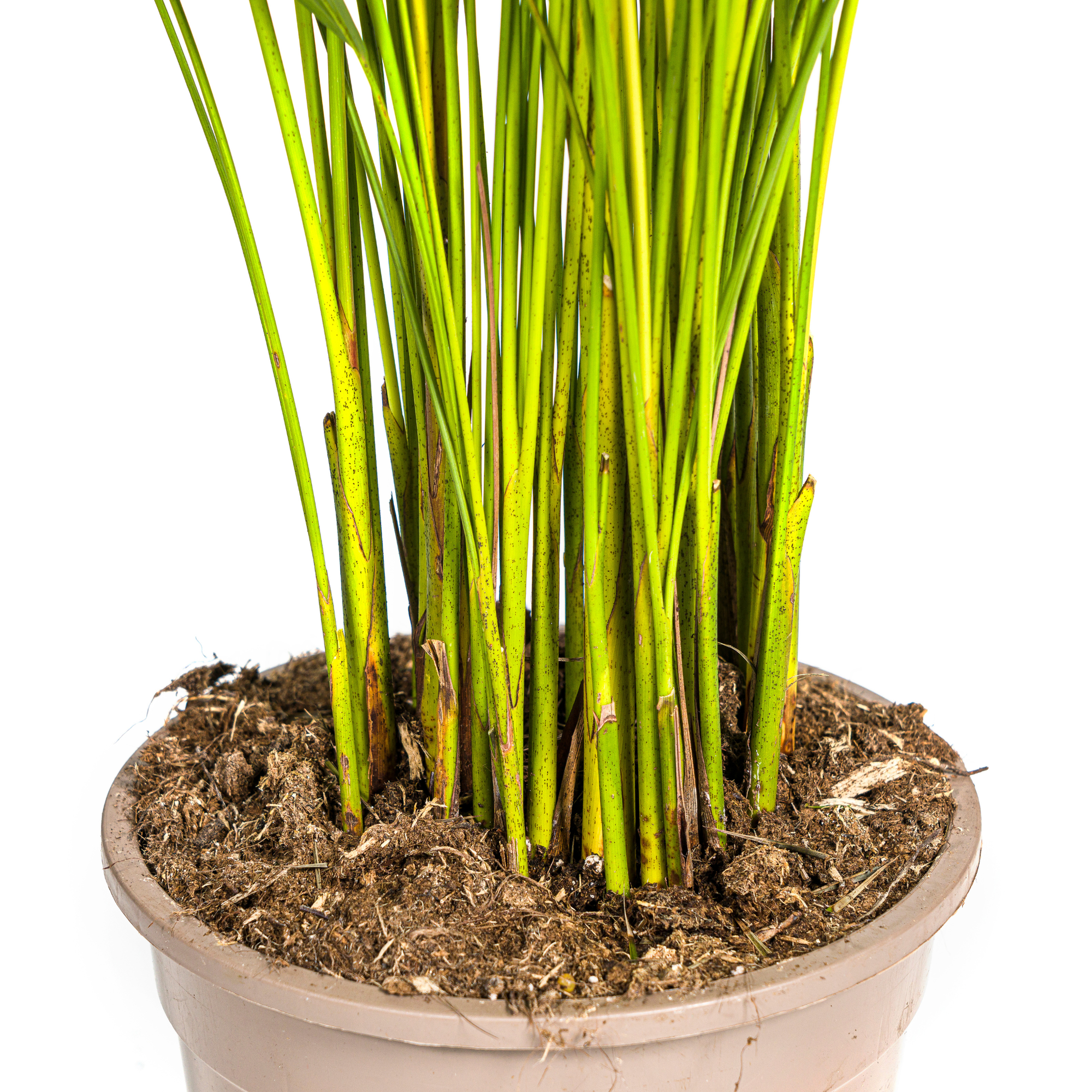 Arecapalme - Dypsis Areca Lutescens mit Korb Ø21cm - ↕100 - 120cm