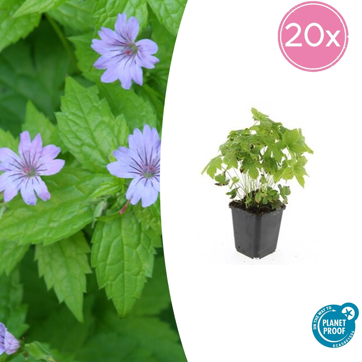 Knotenstorchschnabel - Geranium nodosum - ↕10-25cm - Ø9cm 20 Stück