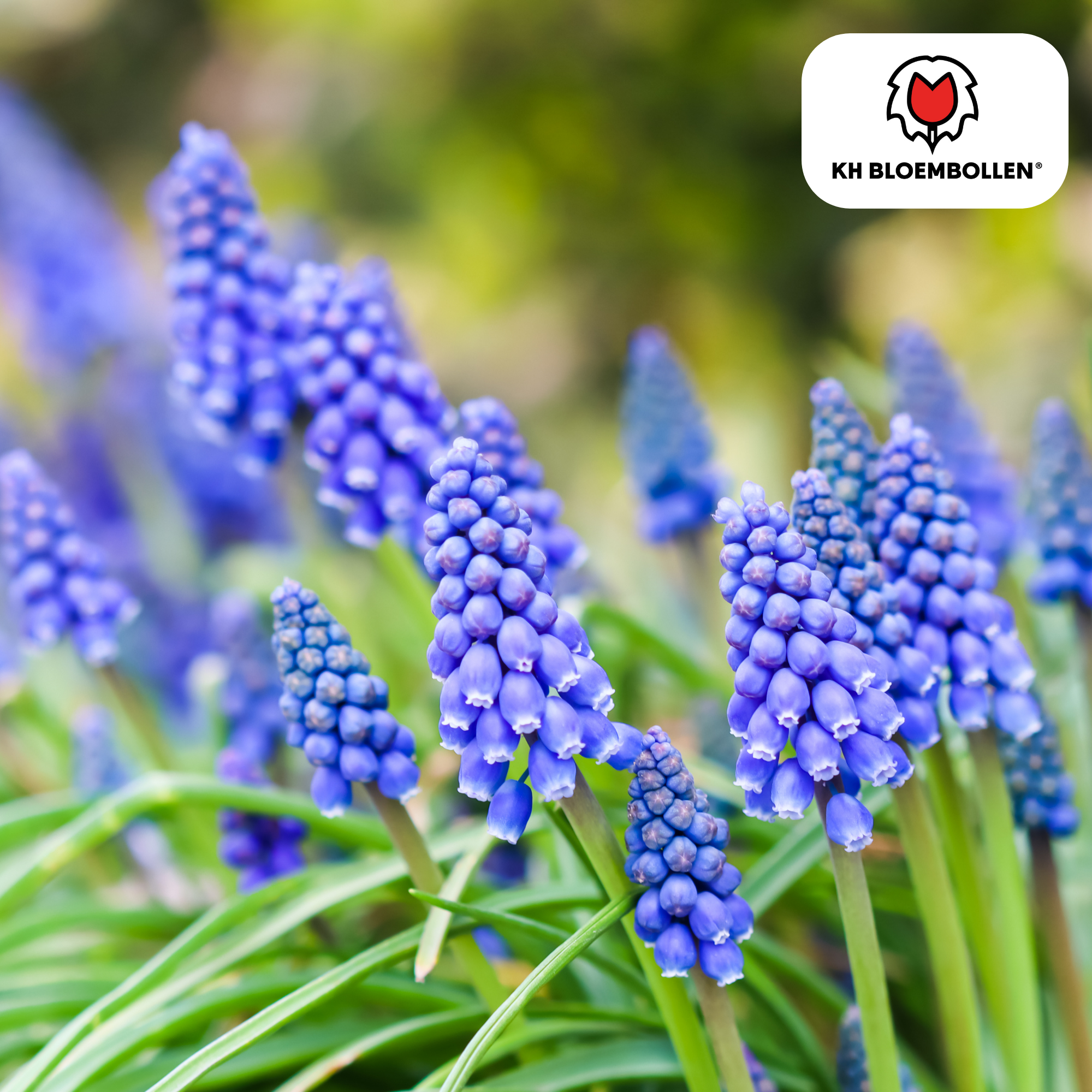 Traubenhyazinthe - Muscari Bleu Moon20 Stück