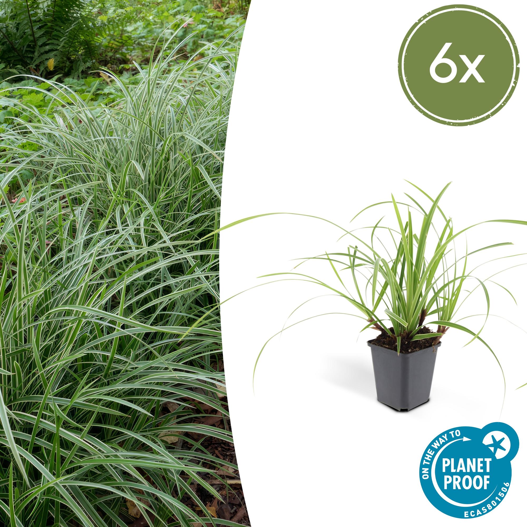 Japansegge - Carex morrowii 'Ice Dance' - ↕10-25cm - Ø9cm 6 Stück