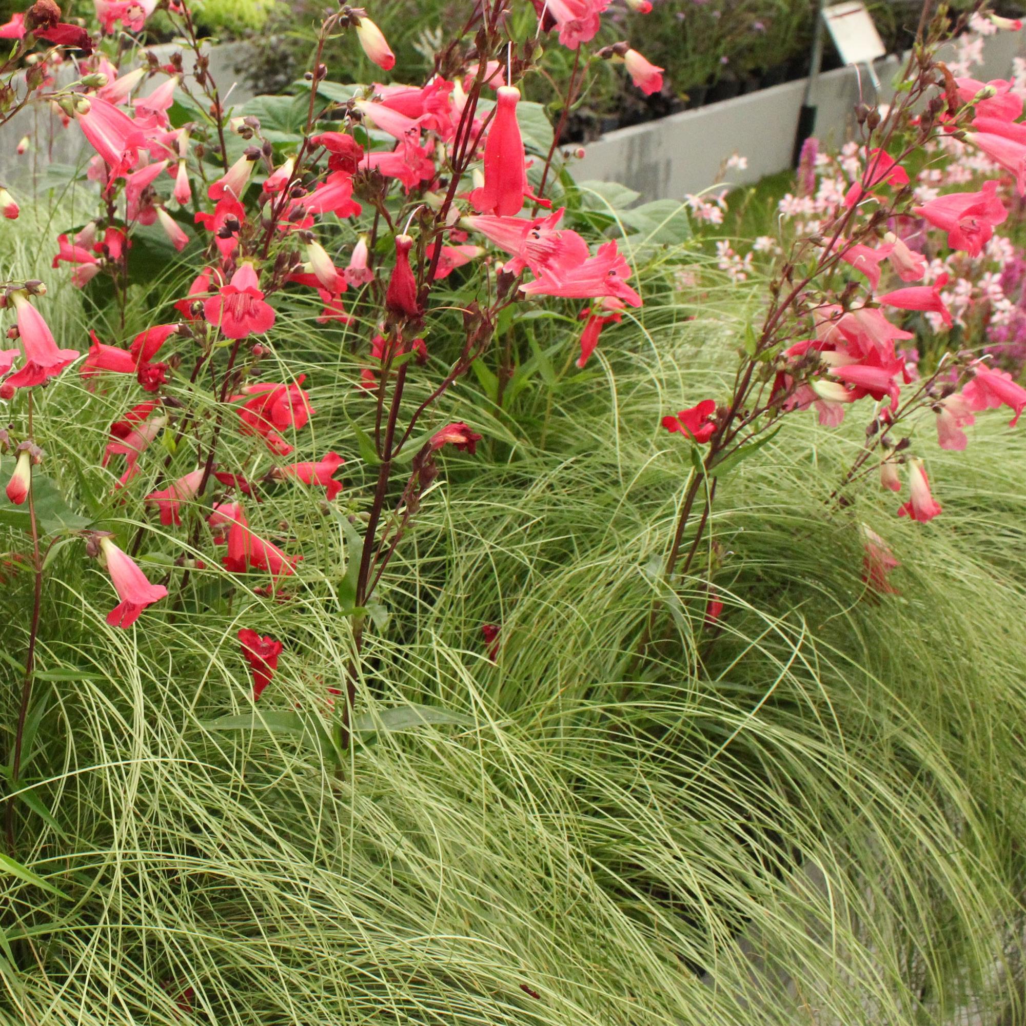 Neuseeländische Segge - Carex comans Frosted Curls - Grün - 2 Pflanzen - Immergrün - Wenig Pflege - Topf 17cm Höhe 50cm