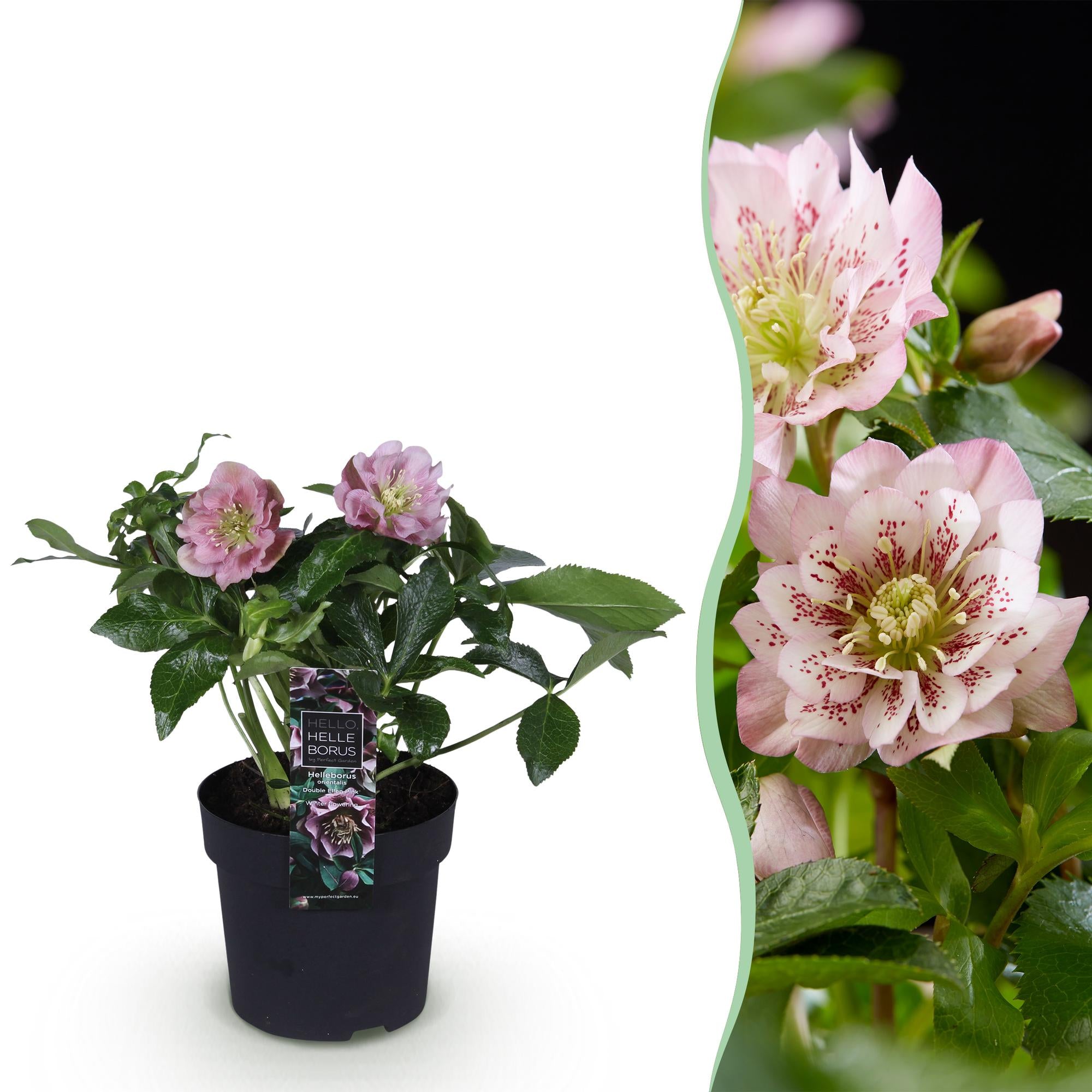 Christrose - Helleborus orientalis Double Ellen Pink - Rosa Blüte - Topf 14cm Höhe 35cm