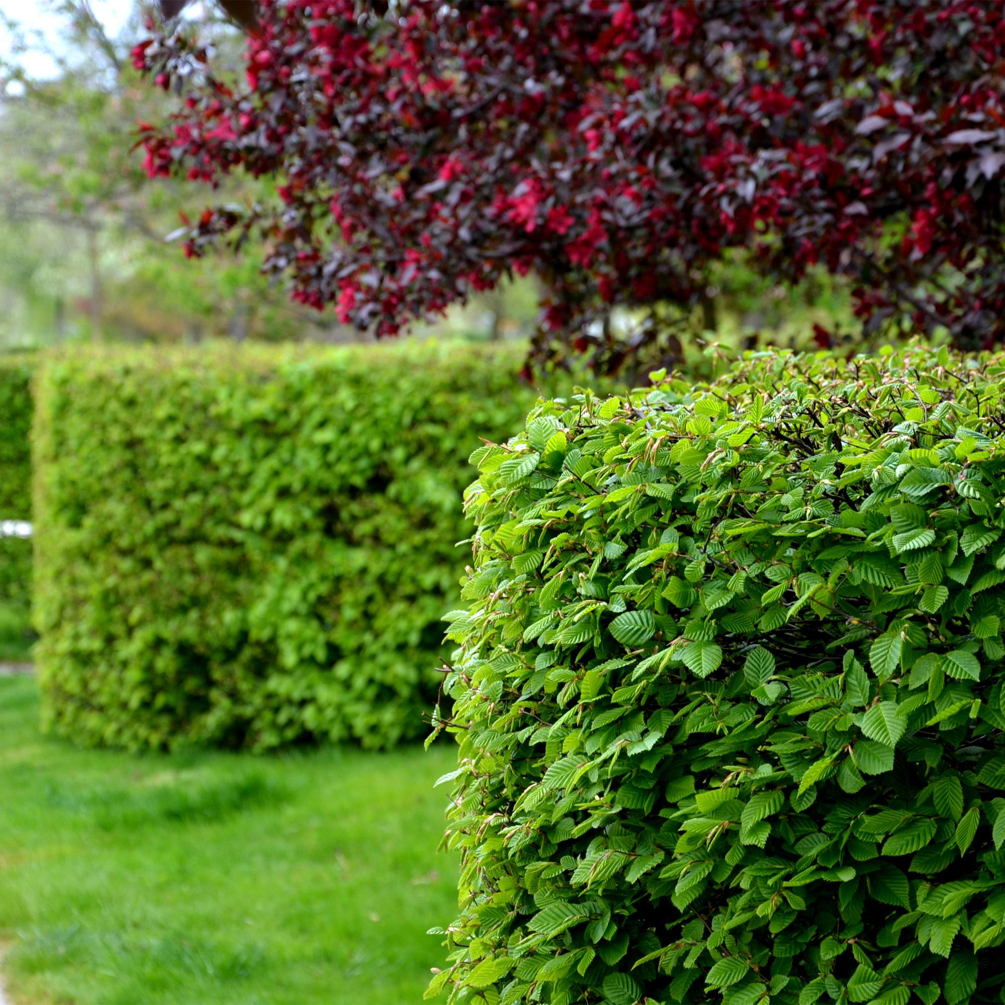 Weißbuche - Carpinus betulus - Blatt grün - 6 Pflanzen - 1 laufender Meter - laubabwerfend - Topf 17cm Höhe 55cm