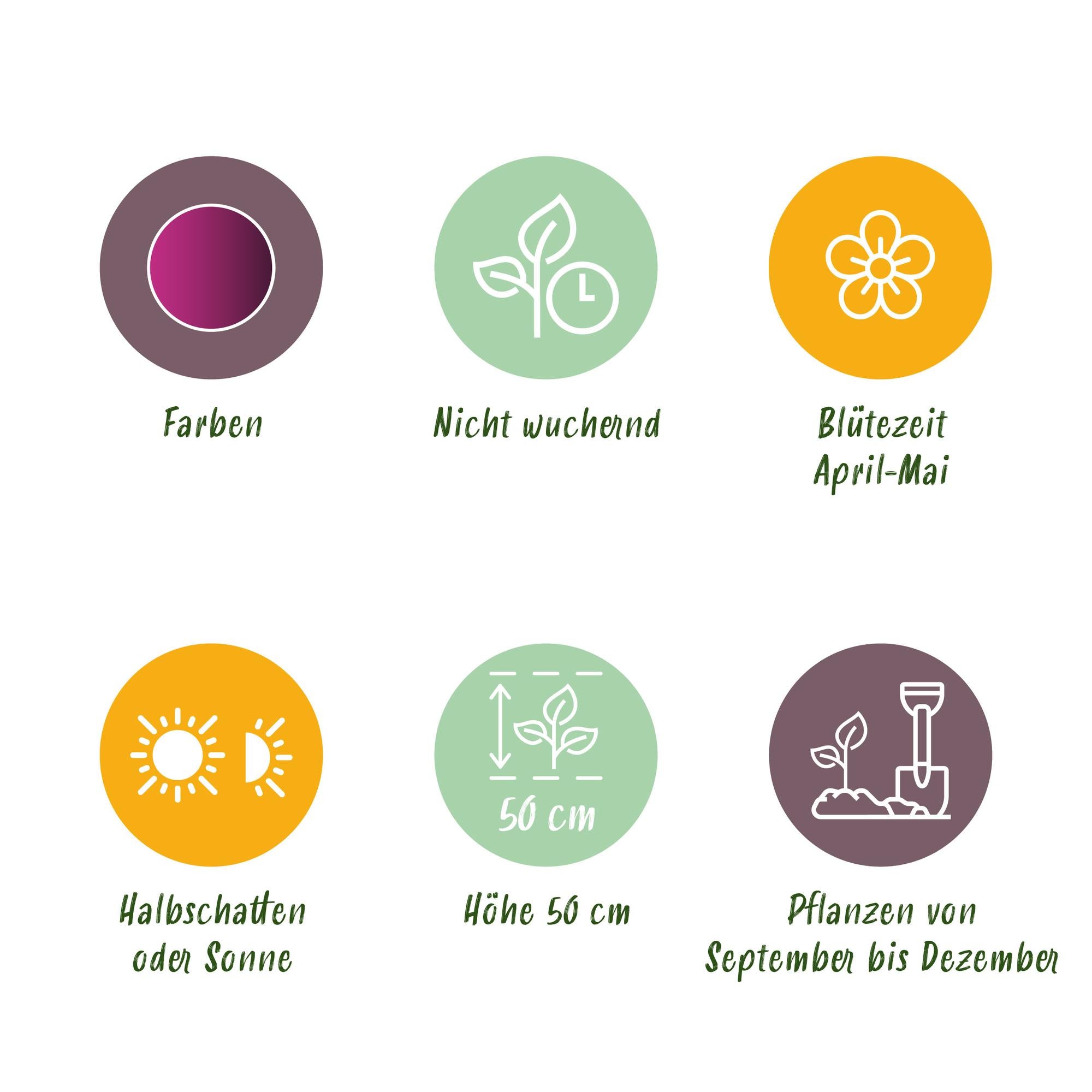 Tulpen - Tulipa Triumph Purple - Farbe Lila - 15 Stück - Zwiebelgröße 11/12 - XXL Pack