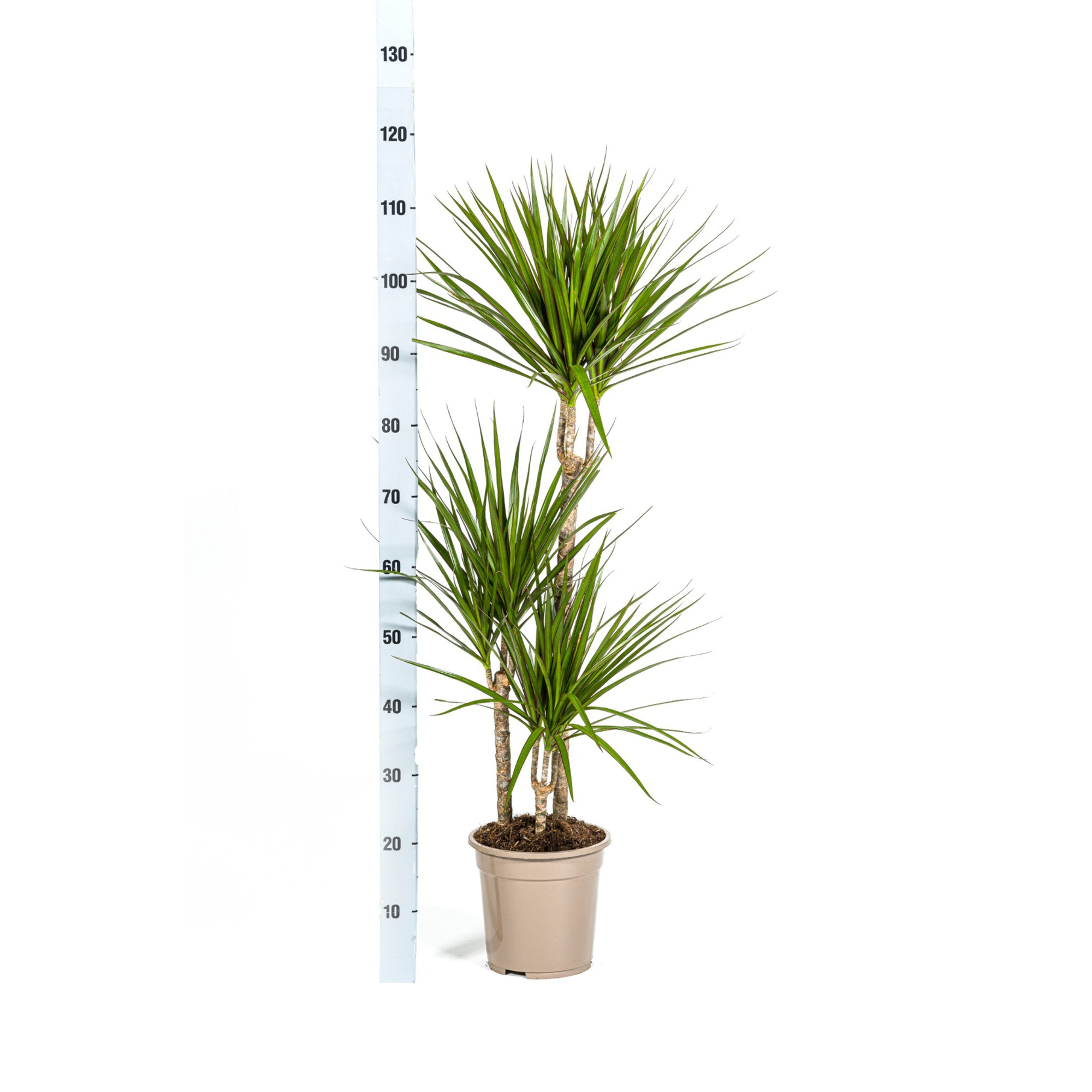 Drachenbaum - Dracaena Marginata Green mit Korb Ø21cm - ↕110 - 130cm