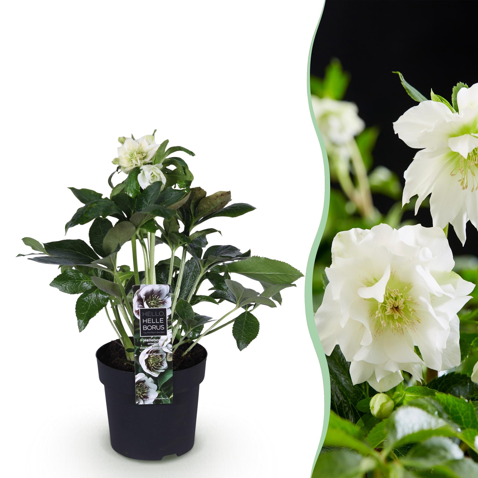 Christrose - Helleborus orientalis Double Ellen White - Weiße Blume - Topf 14cm Höhe 35cm
