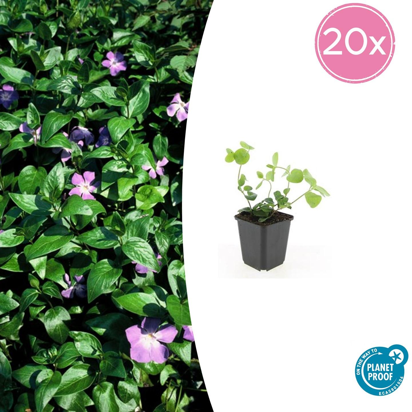 Großes Immergrün - Vinca major - ↕10-25cm - Ø9cm 20 Stück