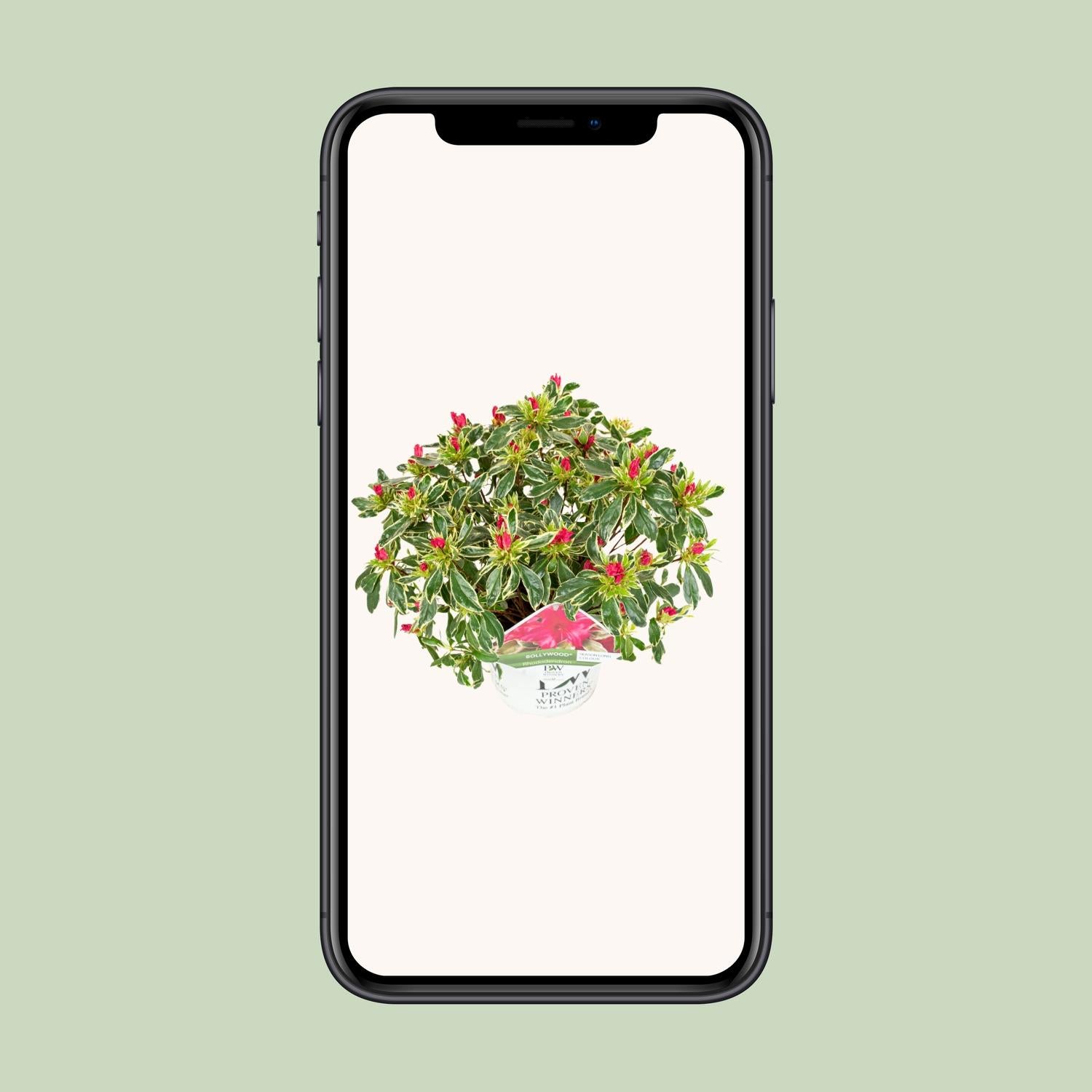 Azalee - Rhododendron 'Bollywood' - Ø19cm - ↕30cm