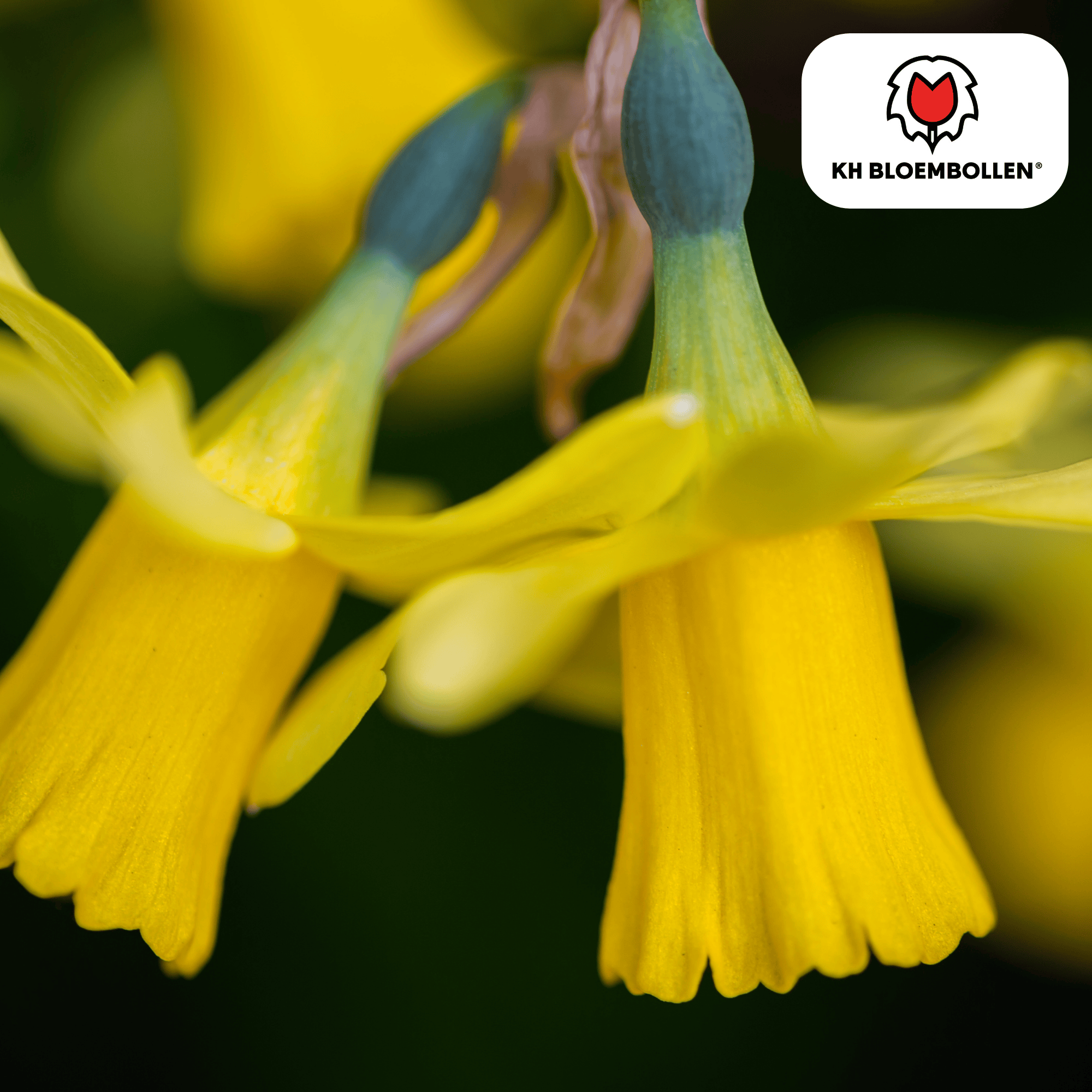 Narzissen - Narzisse Tête à Tête 25 Stück