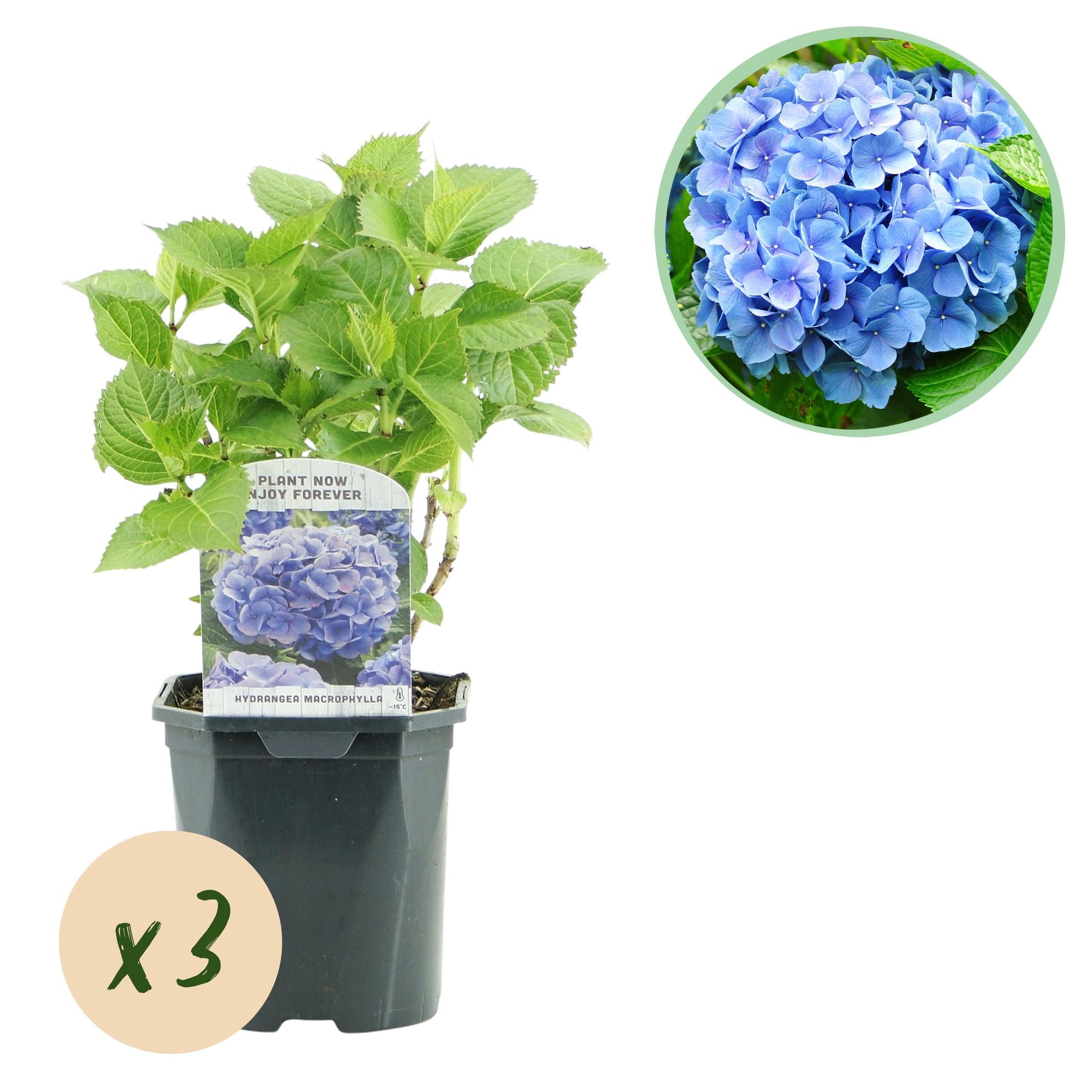 Gartenhortensie - Hortensie - Hydrangea macrophylla Blau - Blüte Blau - 3 Pflanzen - 1m2 - Laubabwerfend - Wenig Pflege - Topf 17cm Höhe 30cm