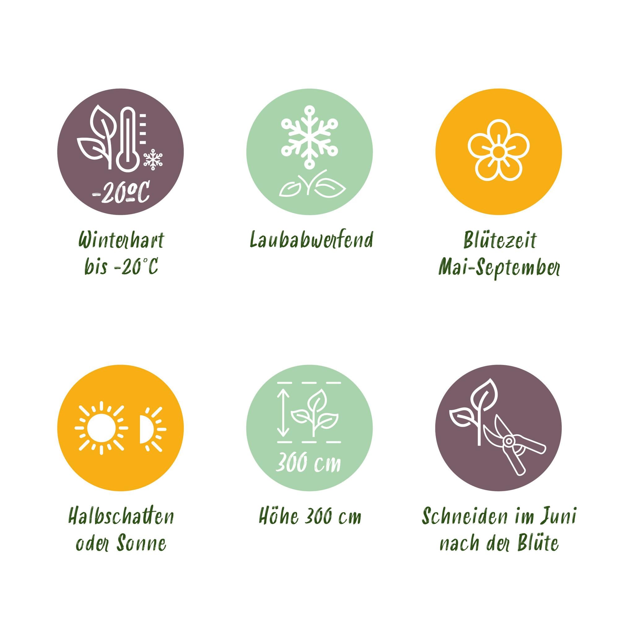 Waldrebe - Clematis Blue Angel - Blüte Licht Blau - 2 Pflanzen - Topf 11cm Höhe 40cm