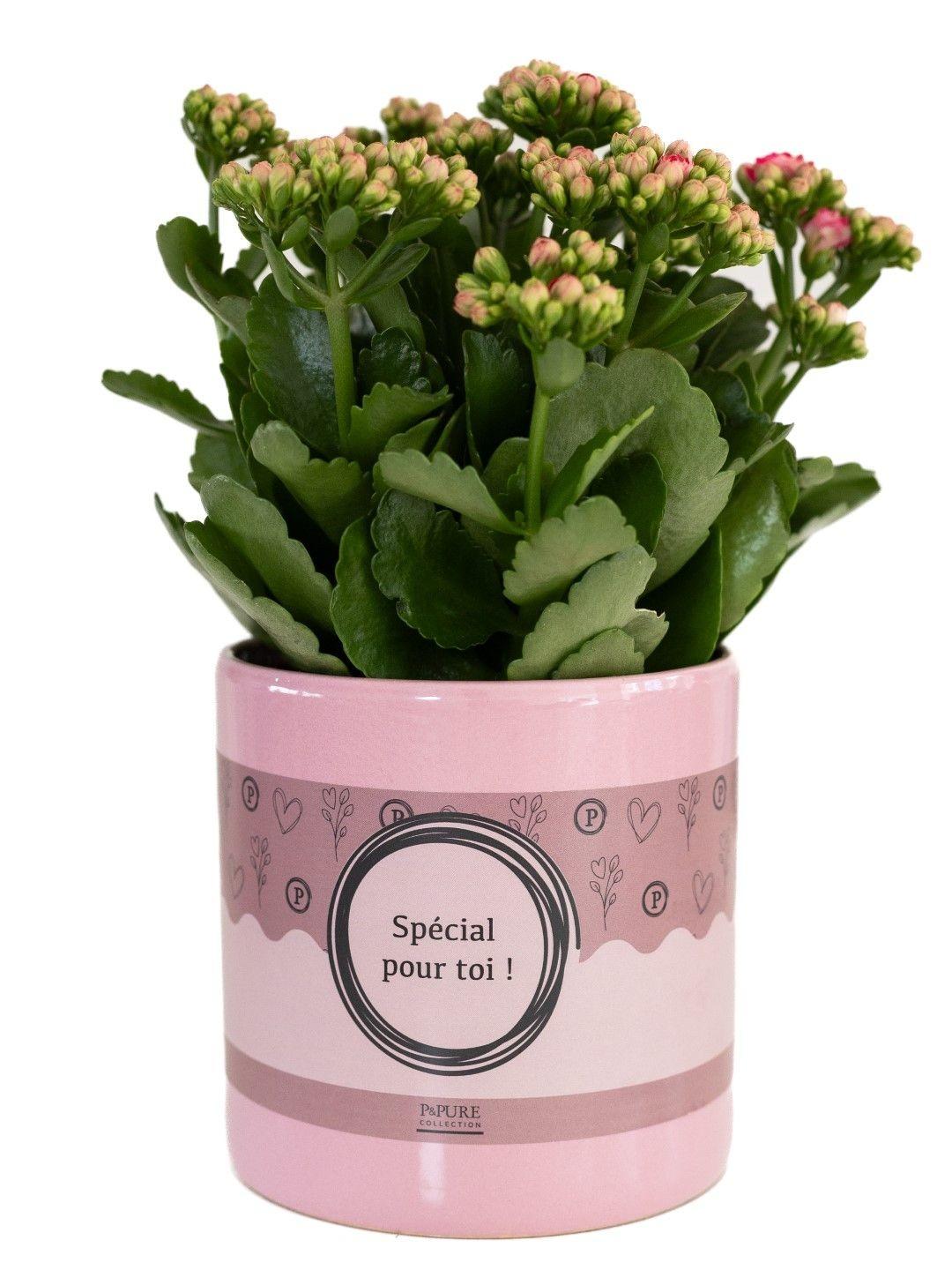 Flammendes Kätchen - Kalanchoe Pink In P&PURE "SPECIAL POUR TOI" Verpakking - Ø12cm - ↕27cm