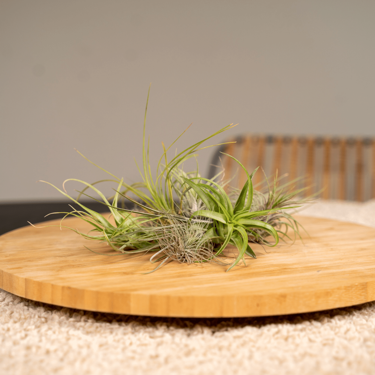 Bromelie-Luftpflanze - Tillandsia Air mix - 10 Stück - 6 cm - ø6