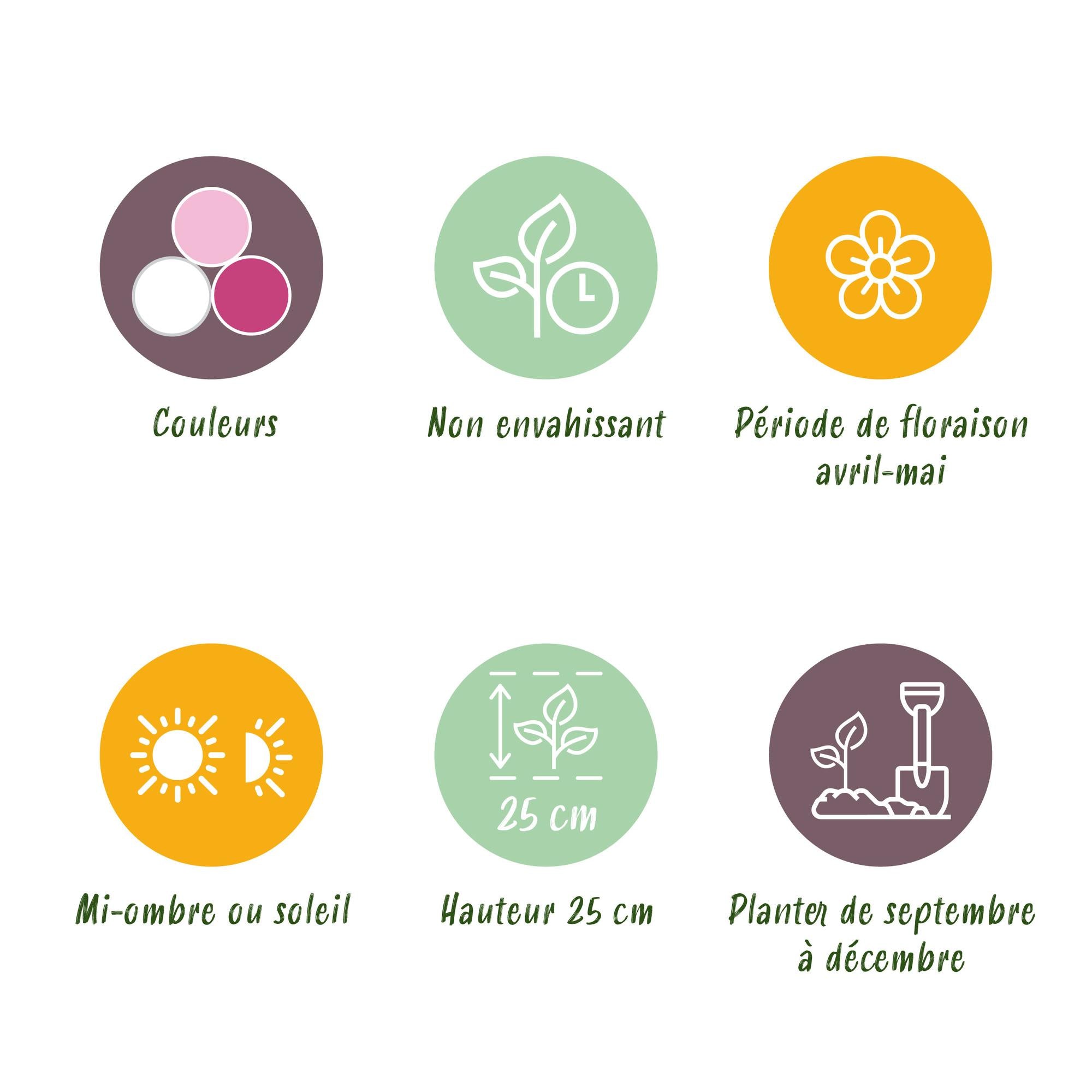 Hyazynthen Mix - Hyacinthus - Blumenzwiebeln Verschiedene Pastellfarben - 10 Stück - Zwiebelgröße 14/15 - XXL Pack