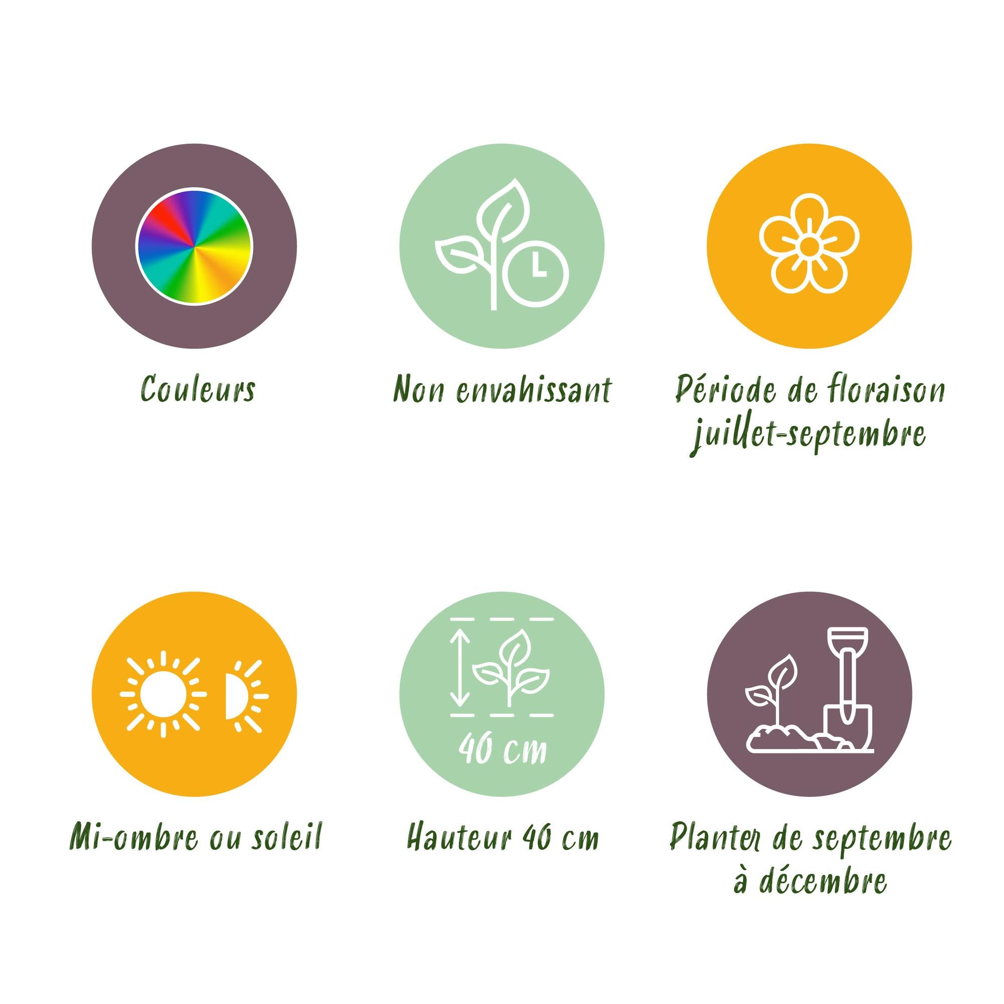 Freesien - Freesia Double Mix - Verschiedene Farben - 40 Stück - Zwiebelgröße 5/6 - XXL Pack