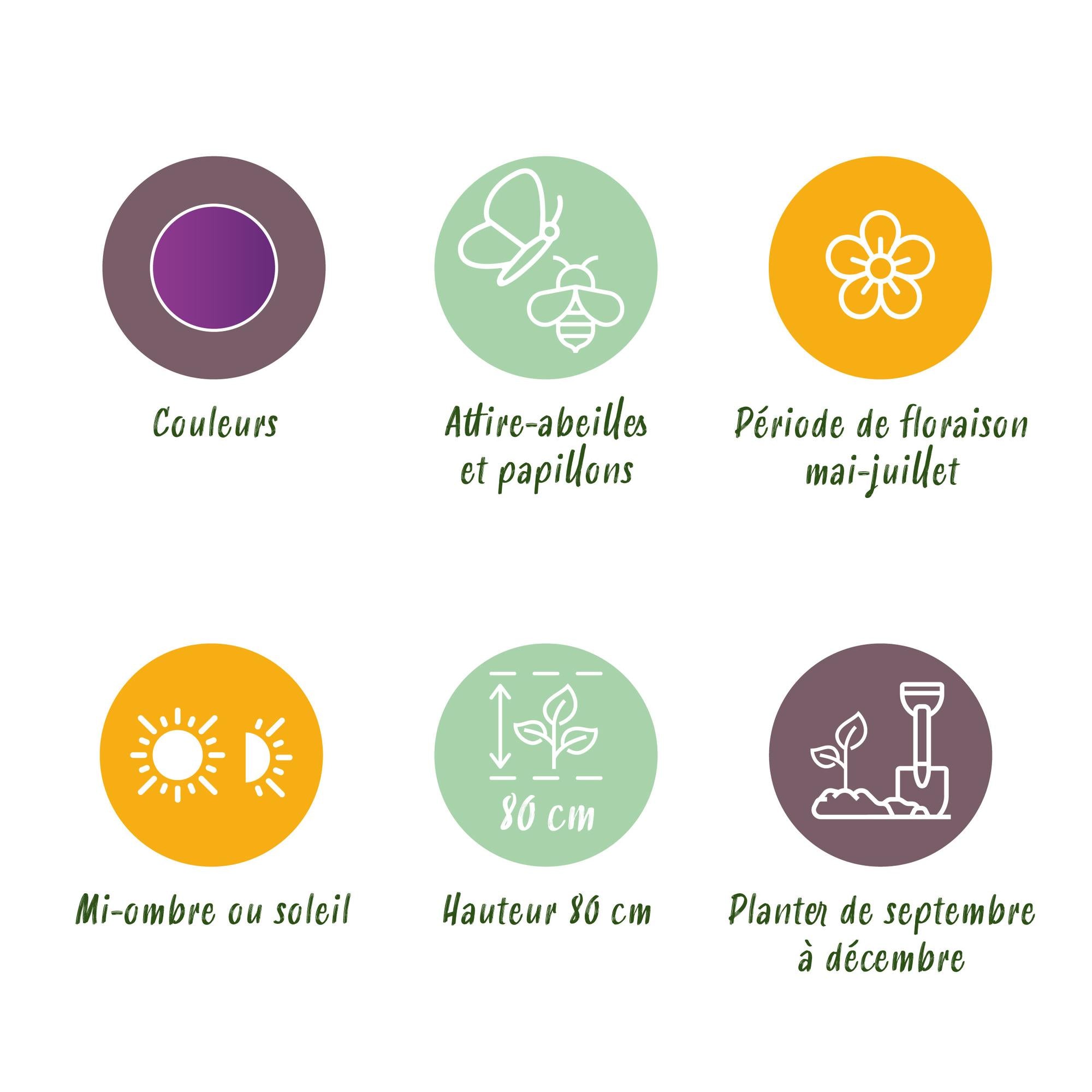 Zierlauch - Blumenzwiebeln - Allium Purple Sensation - Farbe Lila - 15 Stück - Zwiebelgröße 10/12 - XXL Pack