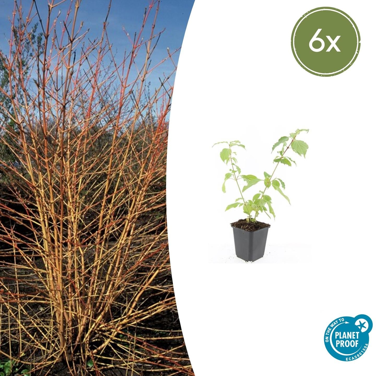 Roter Hartriegel - Cornus sang. 'Anny's Winter Orange' - ↕10-25cm - Ø9cm 6 Stück