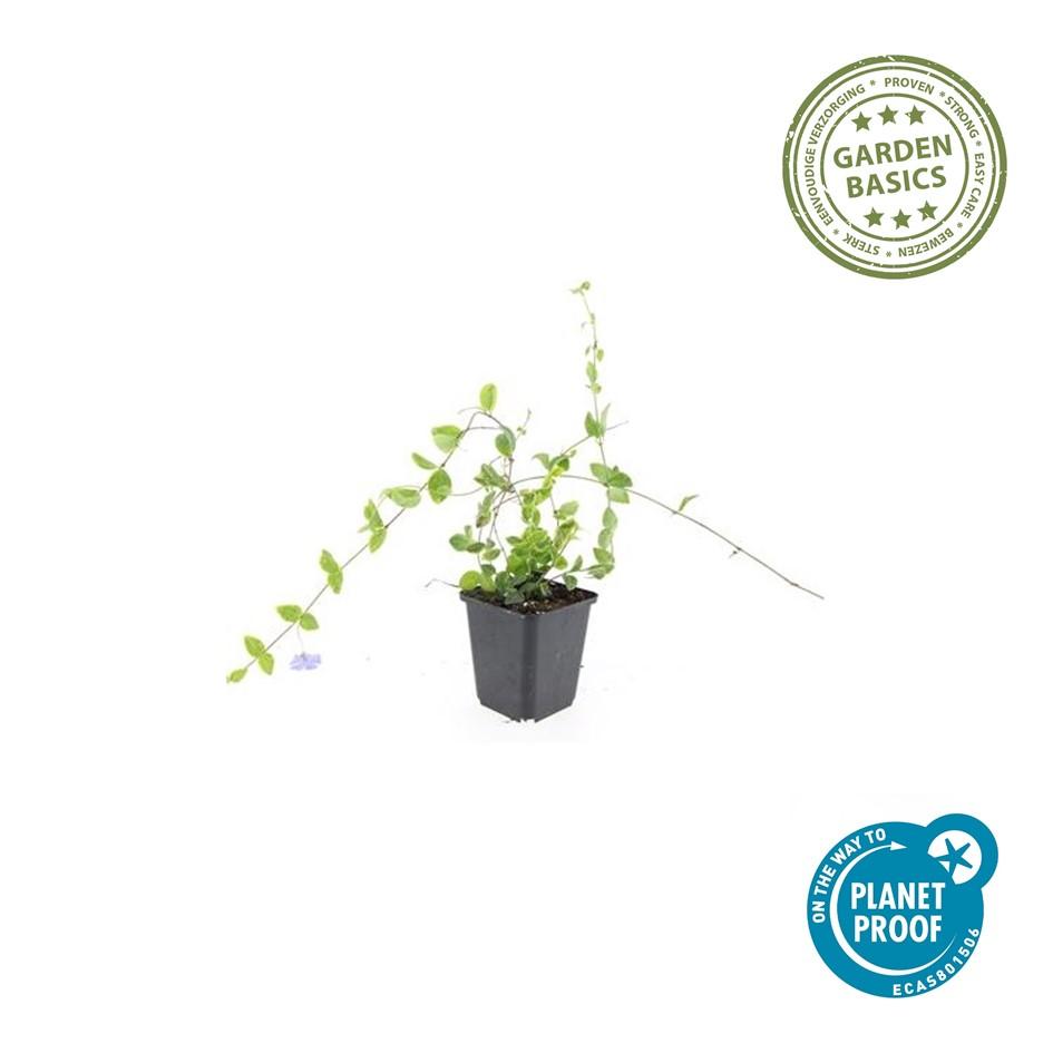 Kleines Immergrün - Vinca minor 'Blue and Gold' - ↕10-25cm - Ø9cm 24 Stück