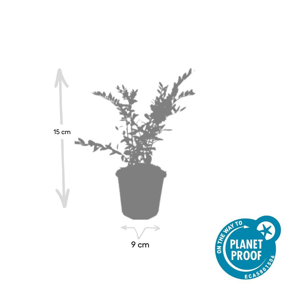 Immergrüne Kriechheckenkirsche - Lonicera pileata - ↕10-25cm - Ø9cm 48 stück