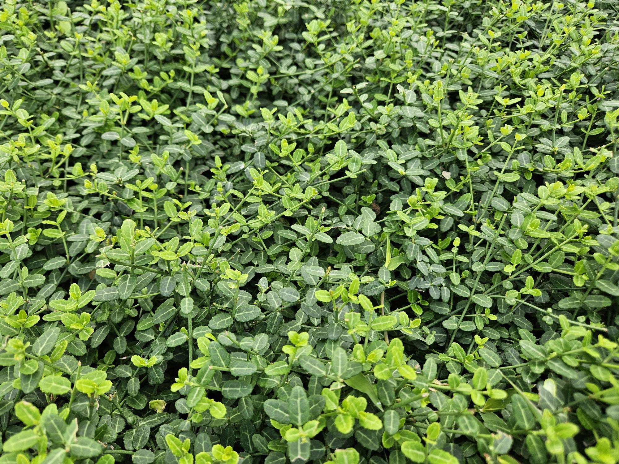 Zwergspindelstrauch - Euonymus fort. 'Minimus' - ↕10-25cm - Ø9cm 24 Stück