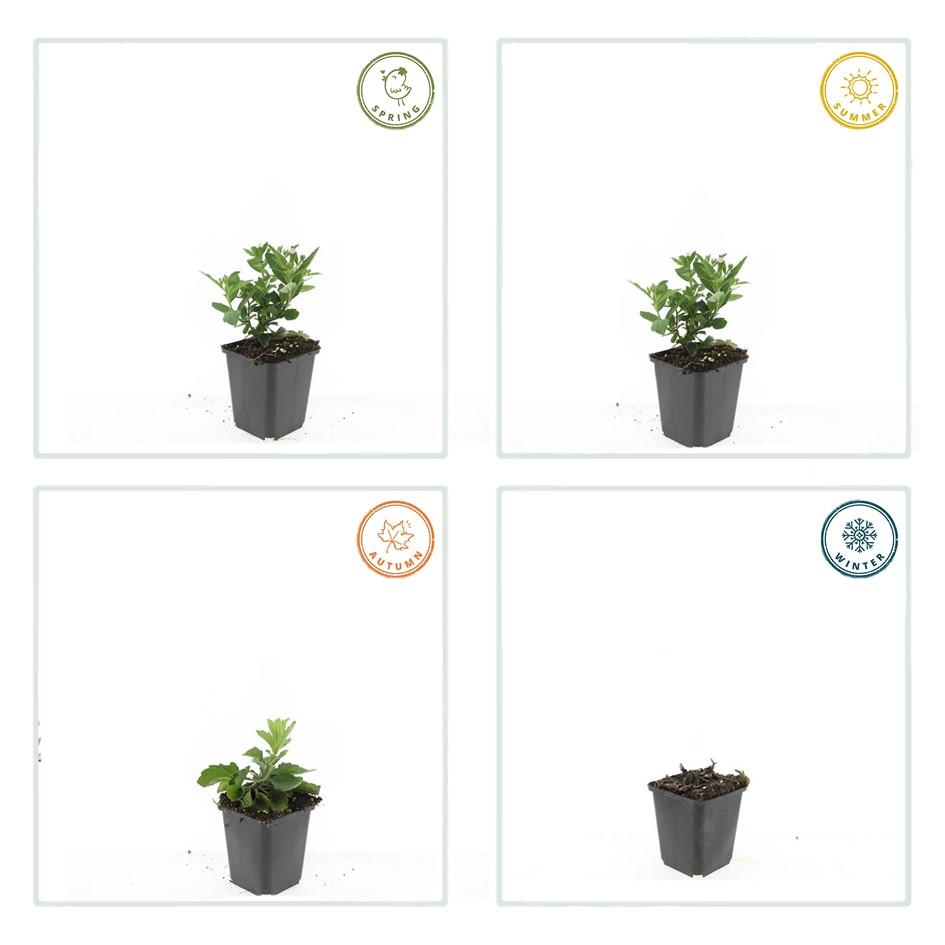 Asiatische Wildaster - Aster ageratoides 'Stardust' - ↕10-25cm - Ø9cm 60 Stück