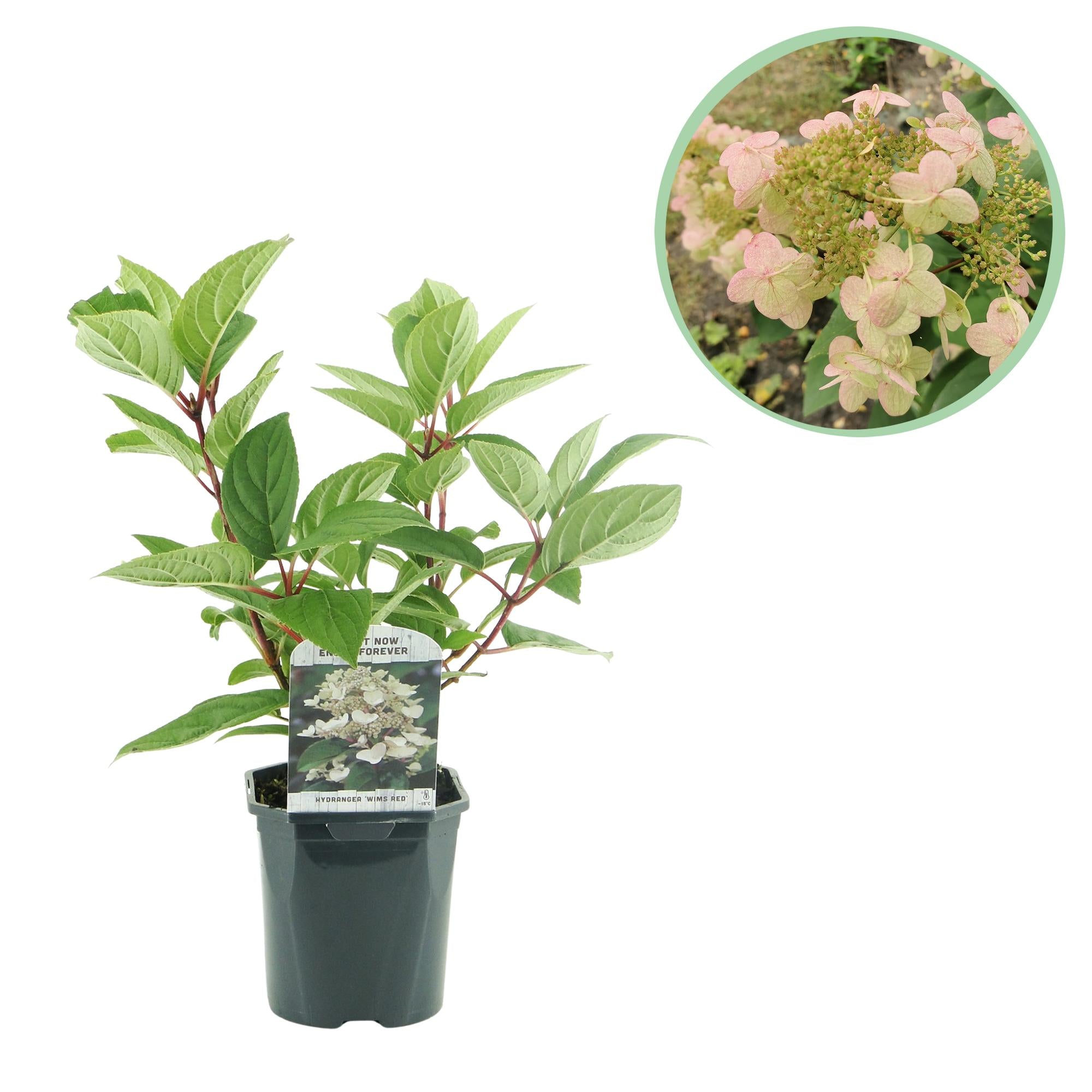 Rispenhortensie - Rispenhortensie - Hydrangea panniculata Wims Red - Blüte Weiß Rot - 1 Pflanze - Laubabwerfend - Große Blüten - Topf 17cm Höhe 50cm
