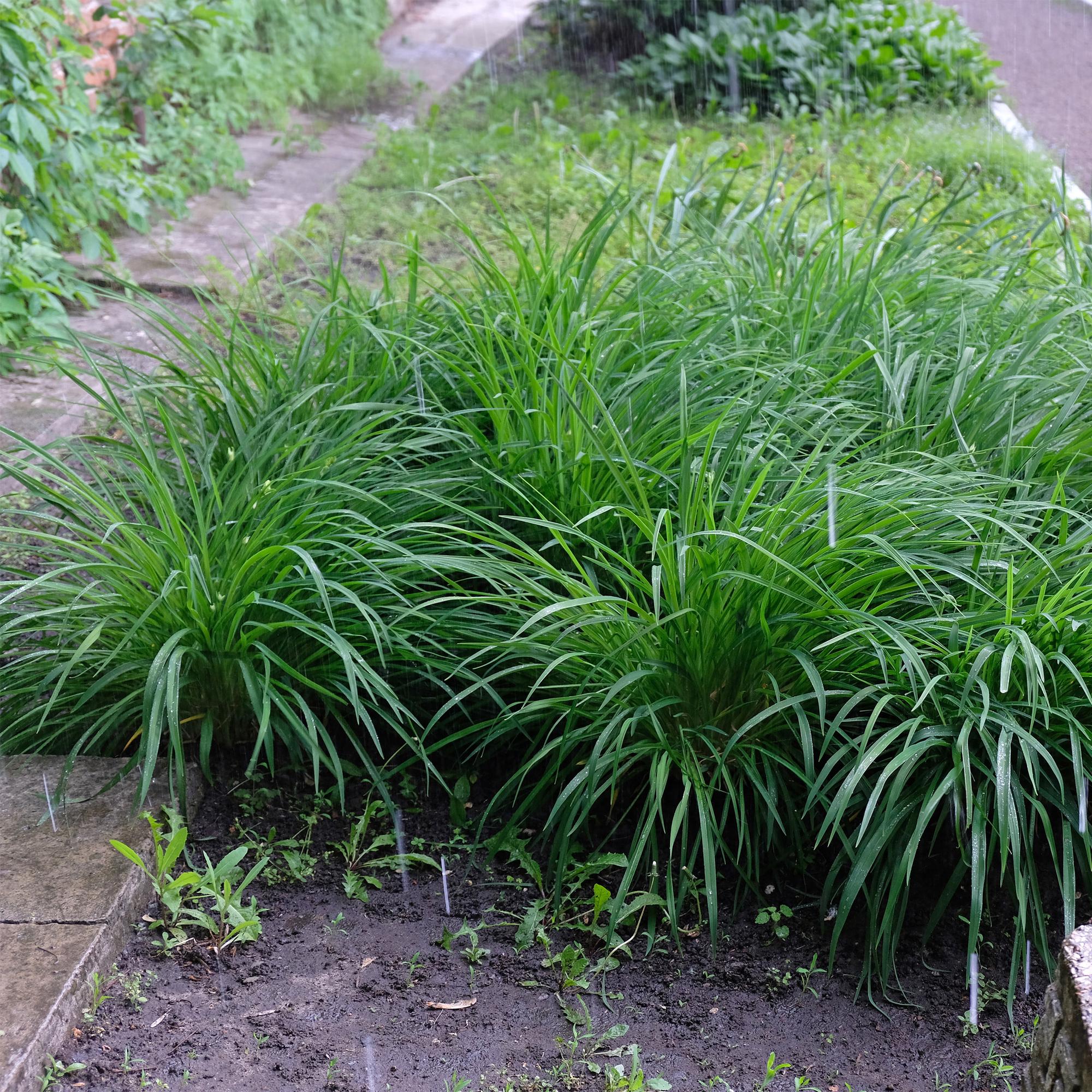 Ziergras Irish Green - Carex morrowii Irish Green - Grün & Gelb - 2 Pflanzen - Immergrün - Pflegeleicht - Topf 17cm Höhe 50cm