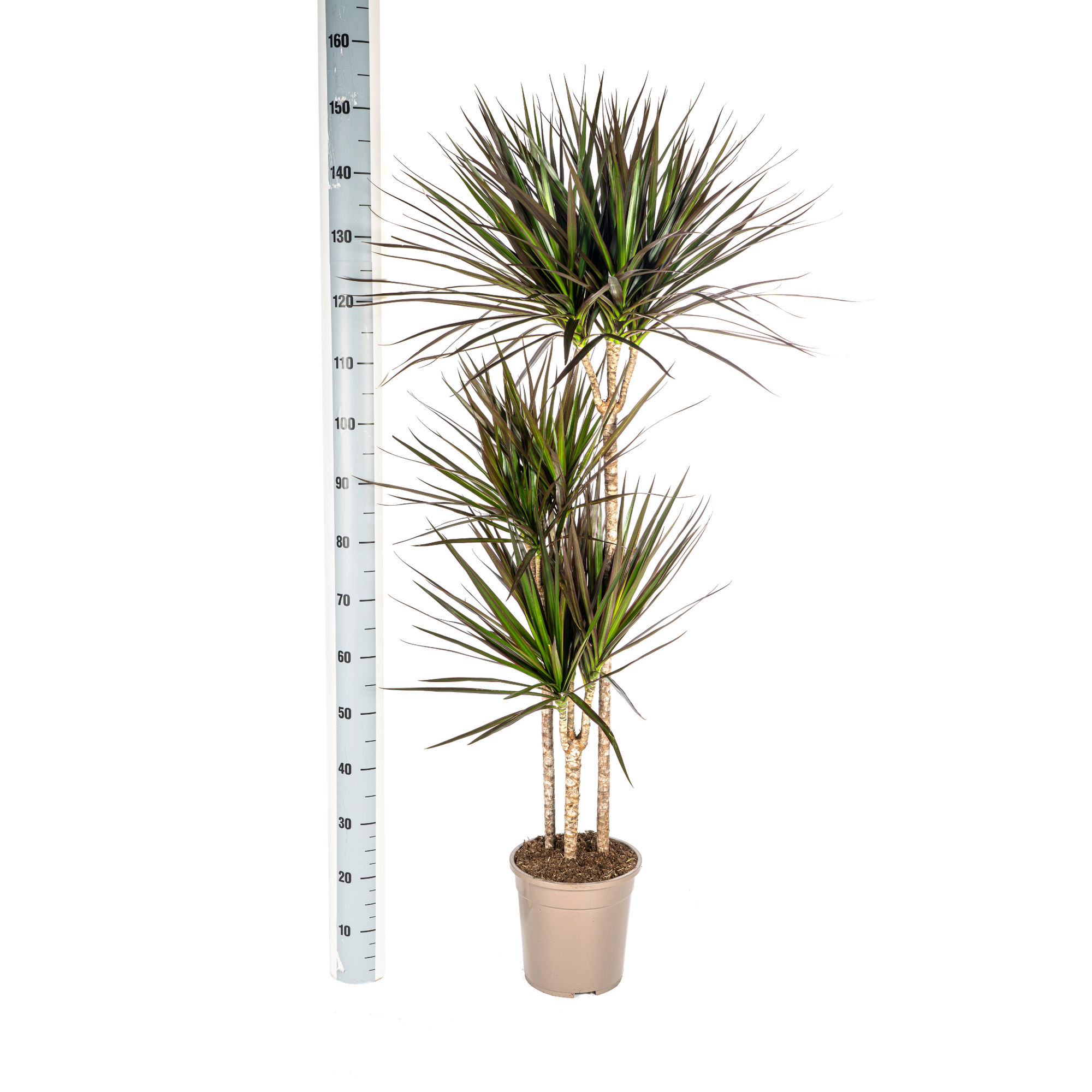 Drachenbaum - Dracaena Marginata Magenta mit Korb Ø24cm - ↕130 - 150cm