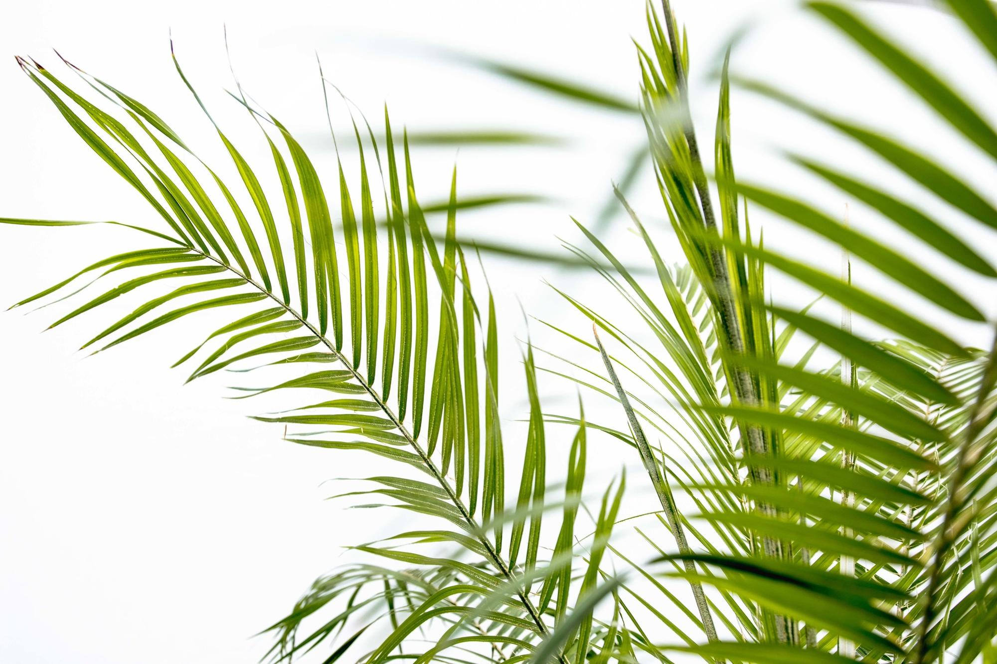 Zwergdattelpalme -lPhoenix Roebelenii auf Stiel - 190cm - 200cm