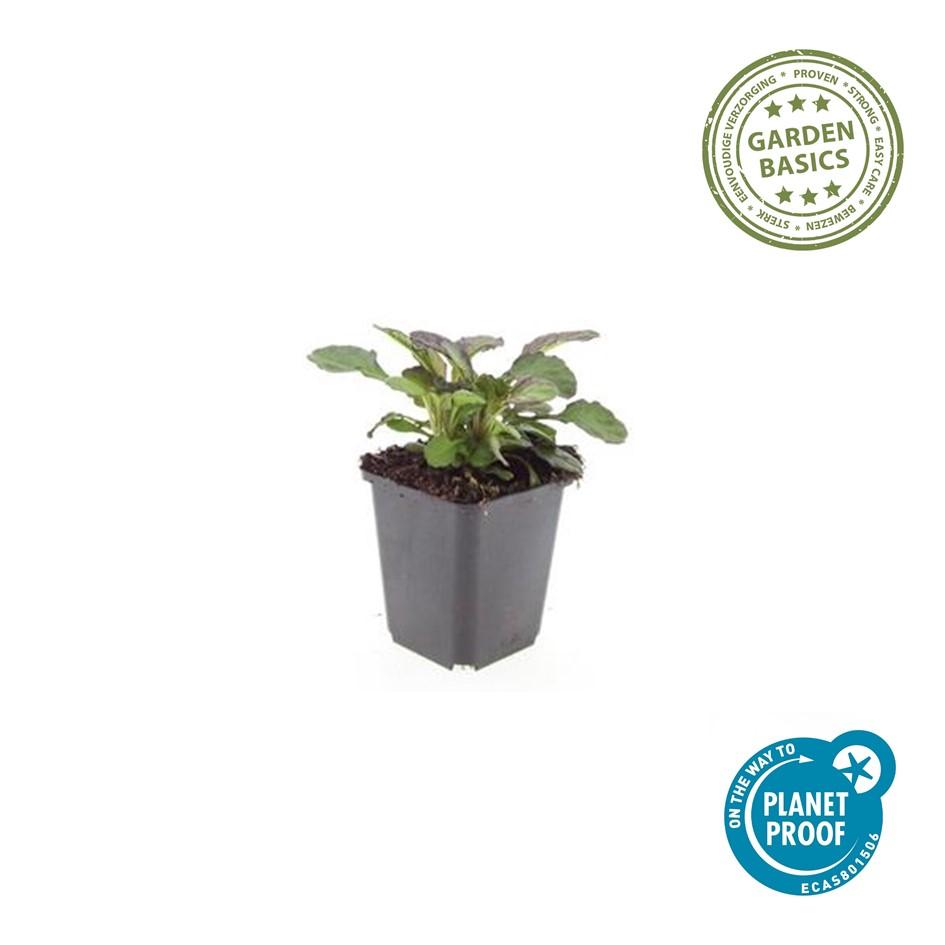 Kriechender Günsel - Ajuga reptans 'Catlin's Giant' - ↕10-25cm - Ø9cm 20 Stück