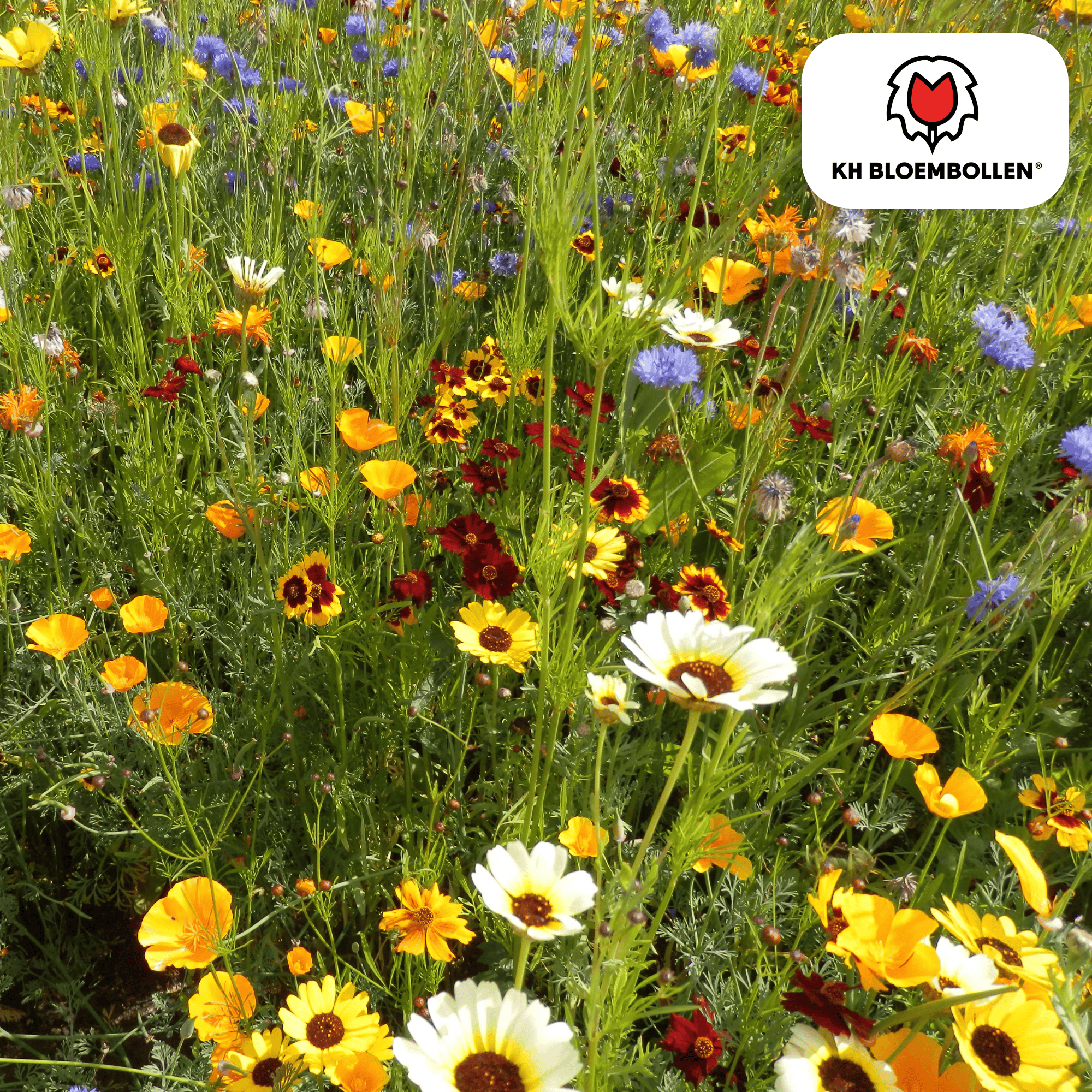 Wildblumenmischung  – Saatbeutel 100 Gramm - Gut für Bienen, Schmetterlinge und Biodiversität  ± 30–50 m²