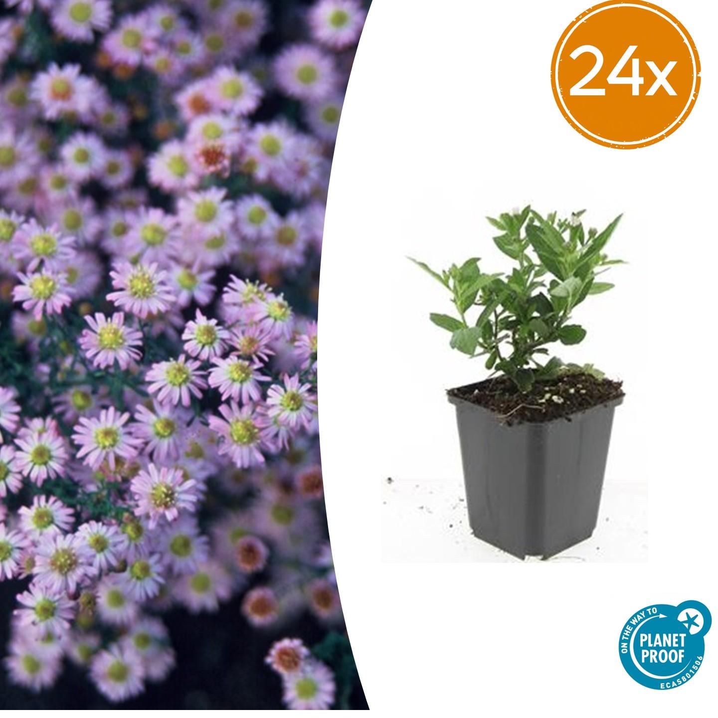 Asiatische Wildaster - Aster ageratoides 'Stardust' - ↕10-25cm - Ø9cm 24 Stück