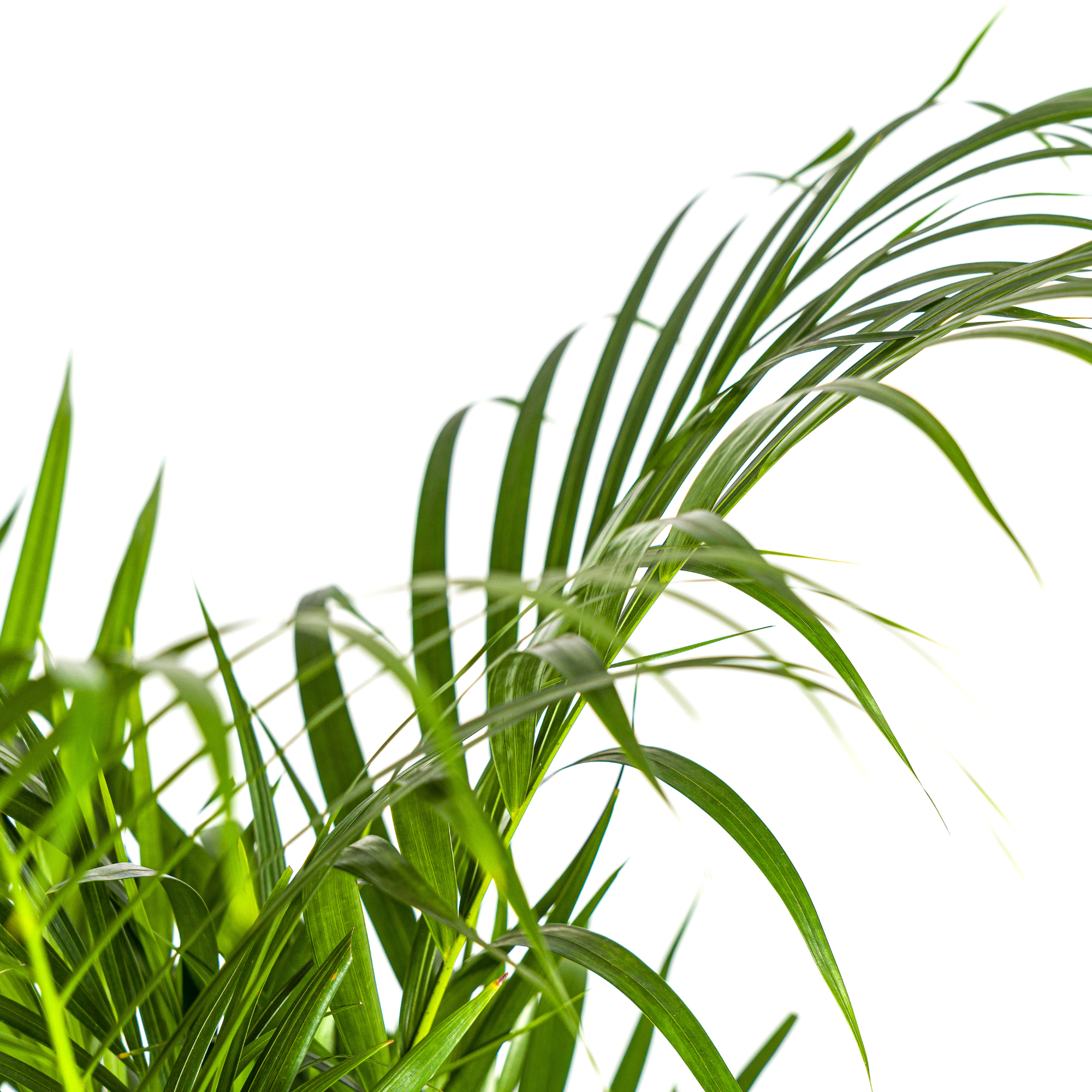 Arecapalme - Dypsis Areca Lutescens mit Korb Ø21cm - ↕100 - 120cm