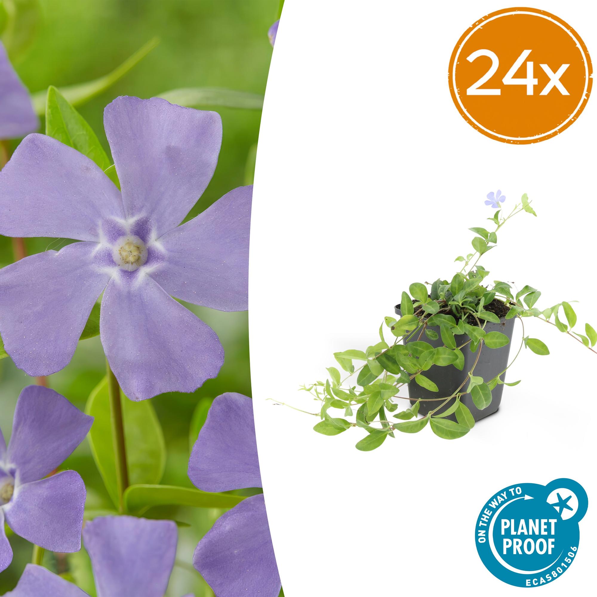 Kleines Immergrün - Vinca minor 'La Grave' - ↕10-25cm - Ø9cm 24 Stück