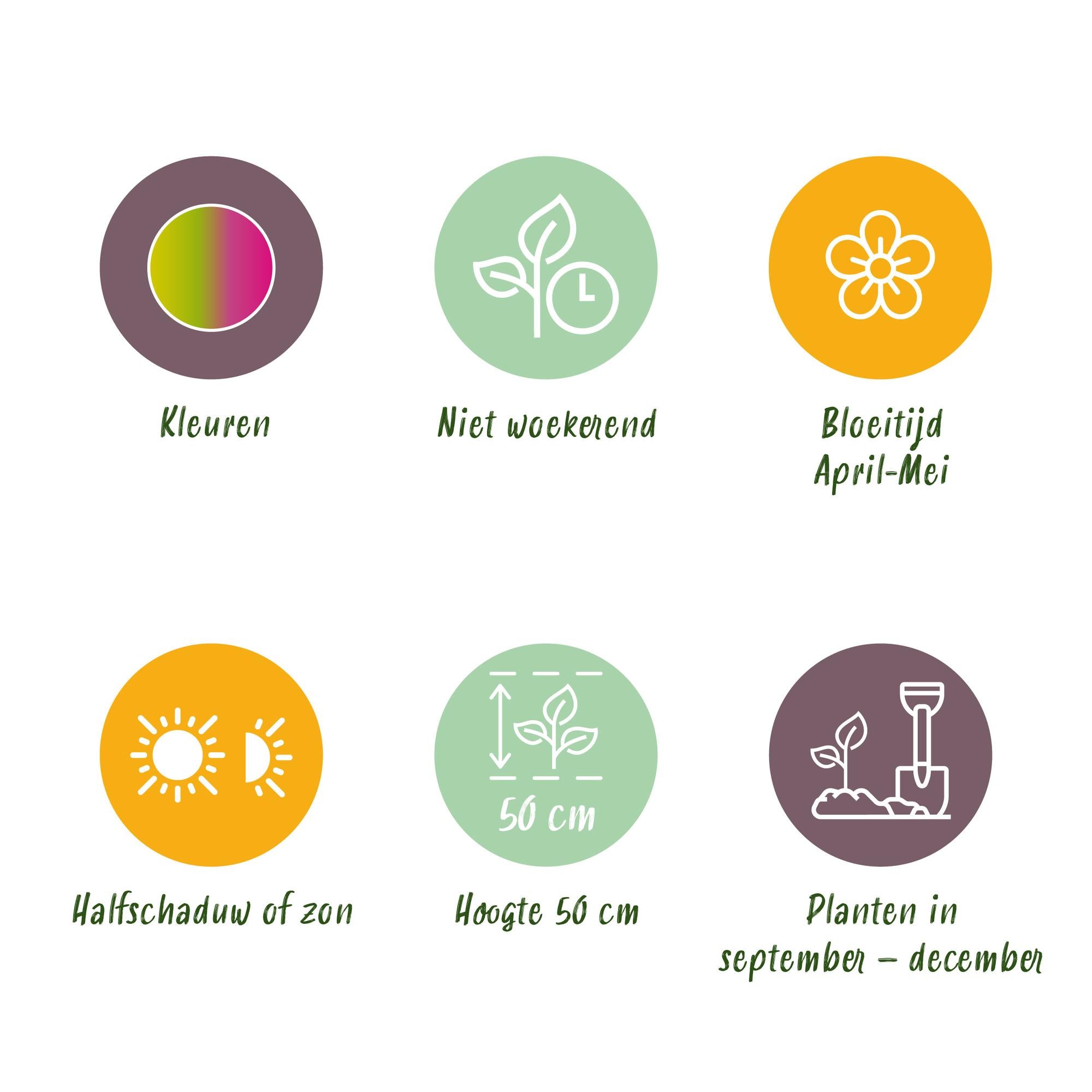 Tulpen - Tulipa Strawberry Lemonade - Verschiedene Farben - 12 Stück - Zwiebelgröße 11/12 - XXL Pack