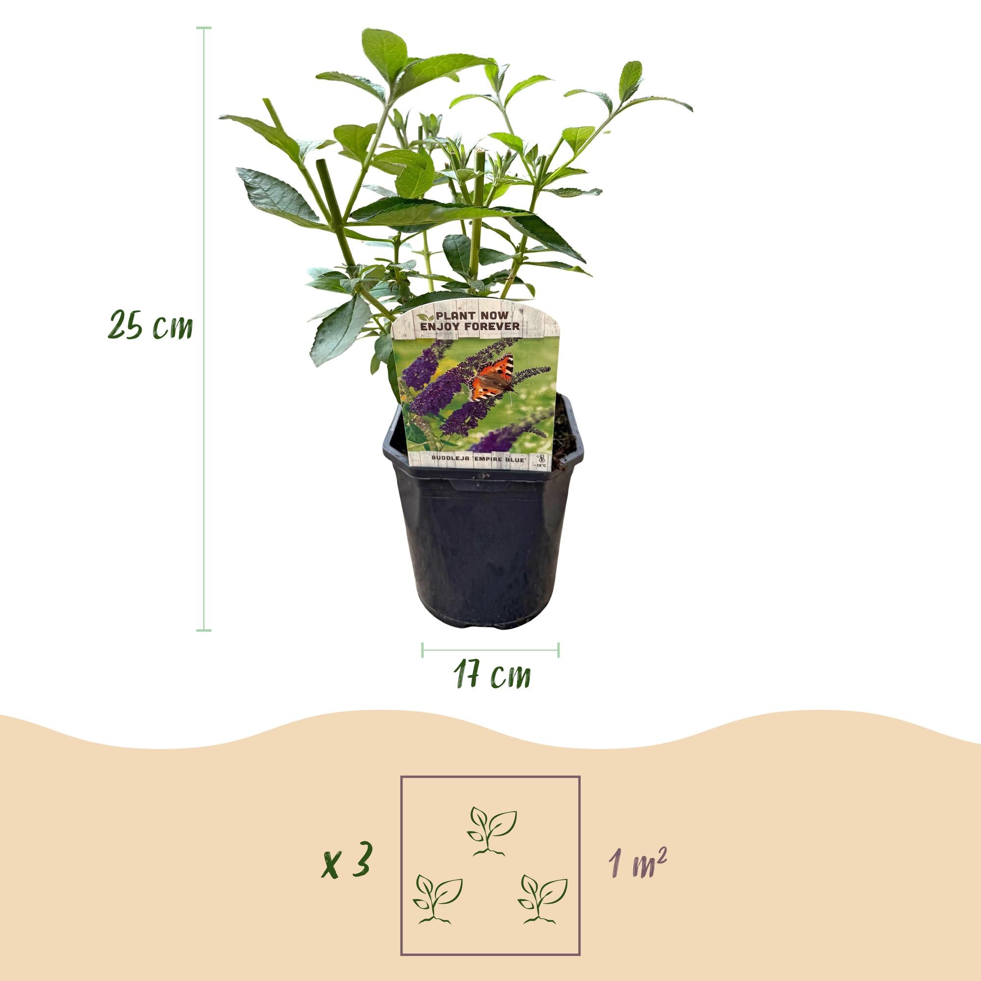 Schmetterlingsstrauch - Buddleja davidii Empire Blue - Blüte Blau - 1 Pflanze - Laubabwerfend - Schmetterlingsanziehend - Topf 17cm Höhe 25cm