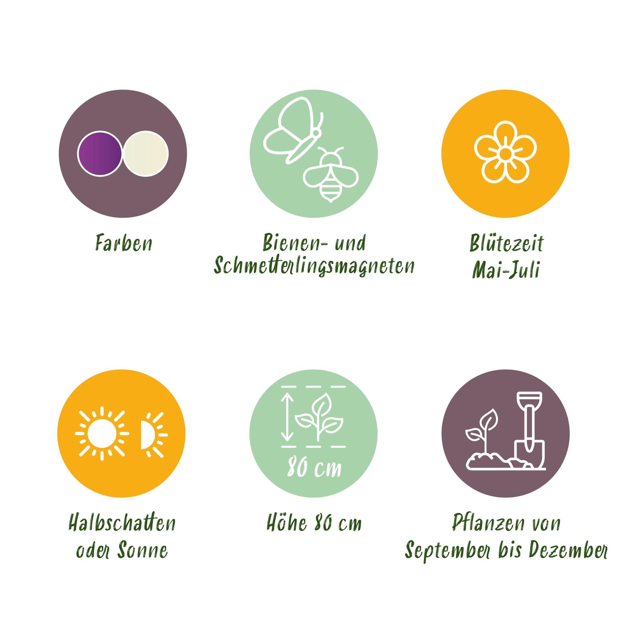 Zierlauch Set - Blumenzwiebeln - Allium Purple White Mix - Farbe Lila und Weiß - 15 Stück - Zwiebelgröße 10/12 - XXL Pack