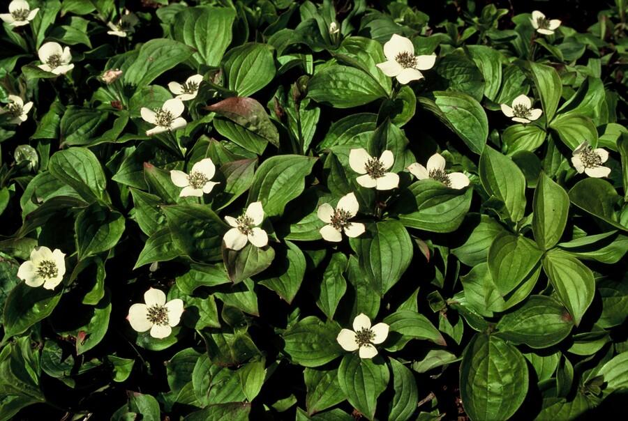 Kanadischer Hartriegel - Cornus canadensis - ↕10-25cm - Ø9cm 48 Stück