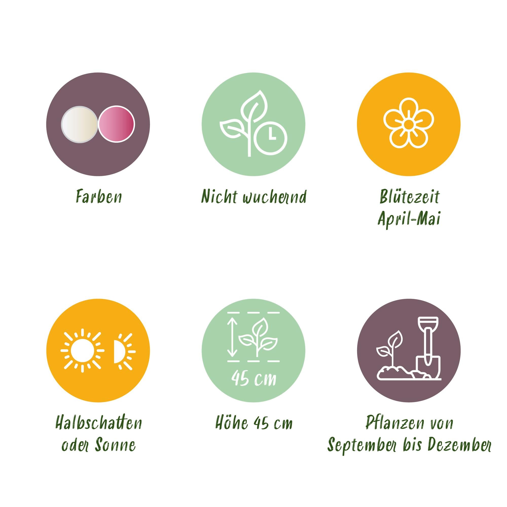 Tulpen Mix - Tulipa Double Sensation - Farbe Weiß und Rosa - 12 Stück - Zwiebelgröße 11/12 - XXL Pack