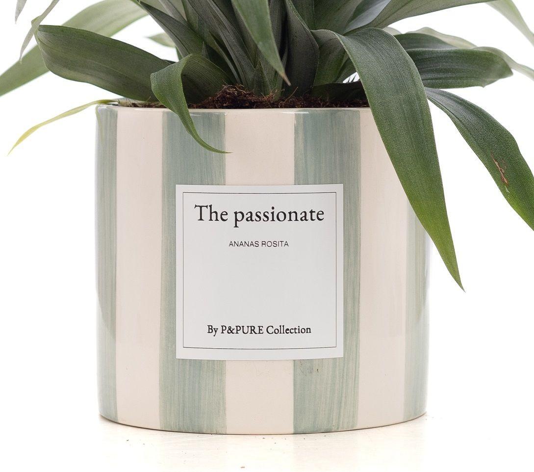 Ananaspflanze - Ananas Rosita Gift "The Passionate" WITH GREETING CARD! - Ø12cm - ↕35cm