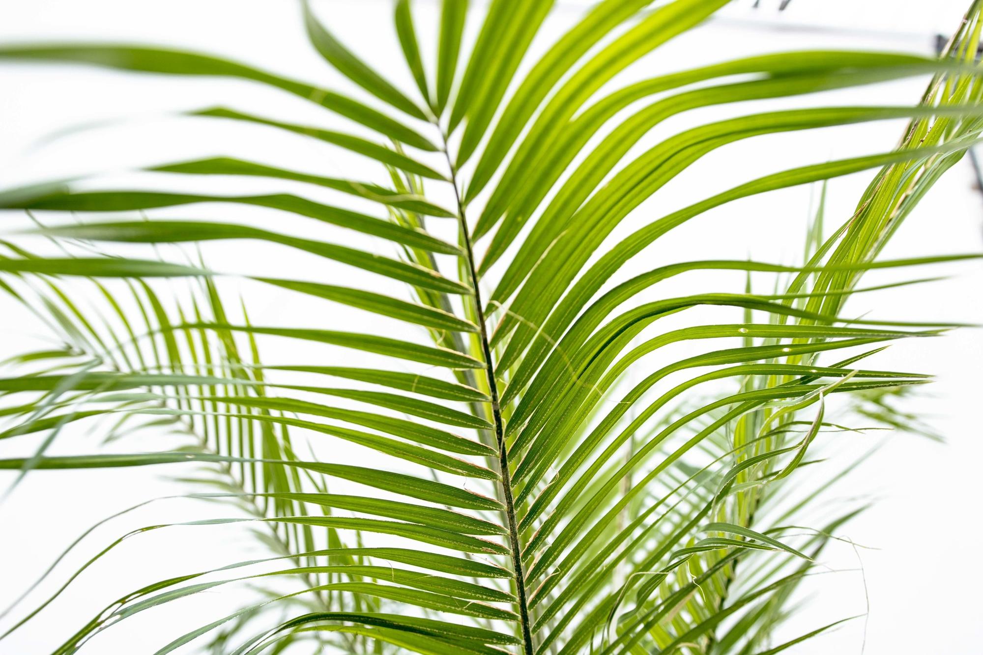 Zwergdattelpalme -lPhoenix Roebelenii auf Stiel - 190cm - 200cm